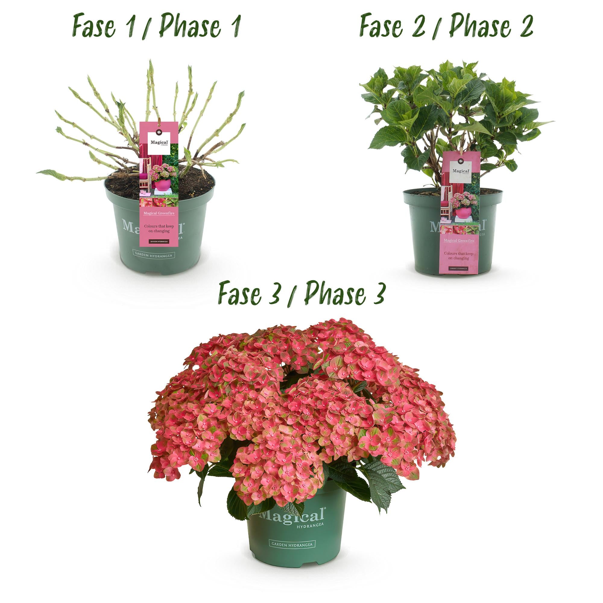 Balkonpflanze Hortensie ‘Magical Green Fire’ – 6–10 Blüten, rosa-grün, Topf 23 cm, 55 cm hoch