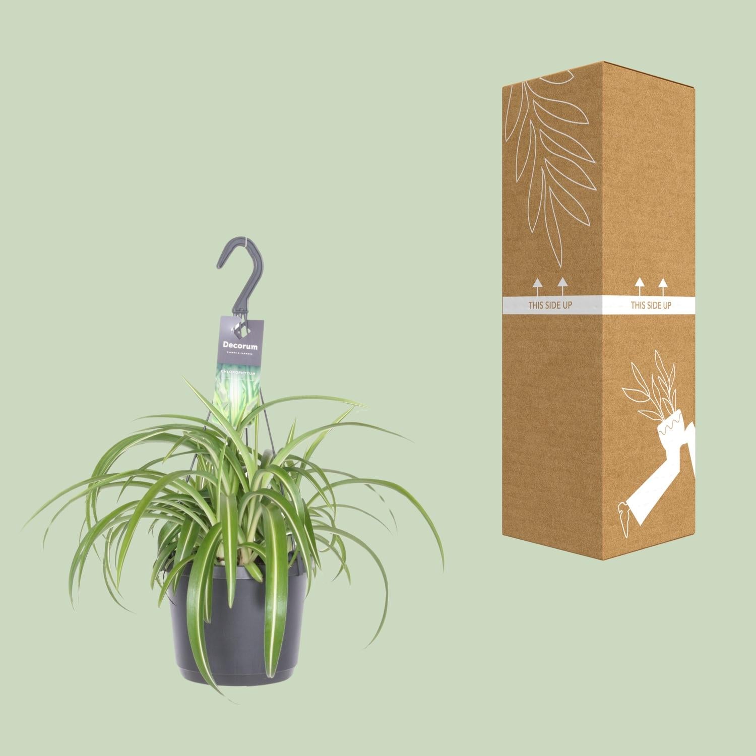 Chlorophytum Comosum ‘Bonnie’ – Grünlilie - 17 cm Topf, 35 cm hoch