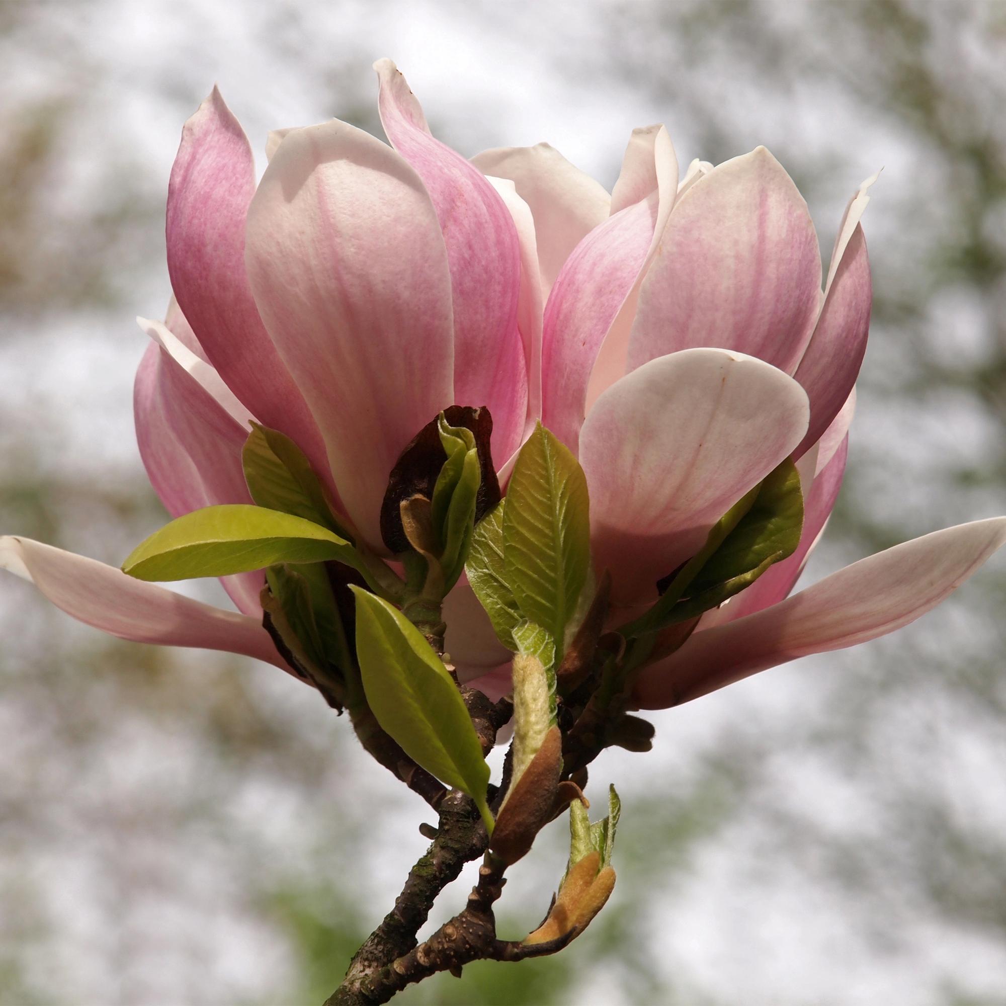 Magnolia soulangiana – Strauch mit hellrosa Blüten, 17 cm Topf, 45 cm Höhe