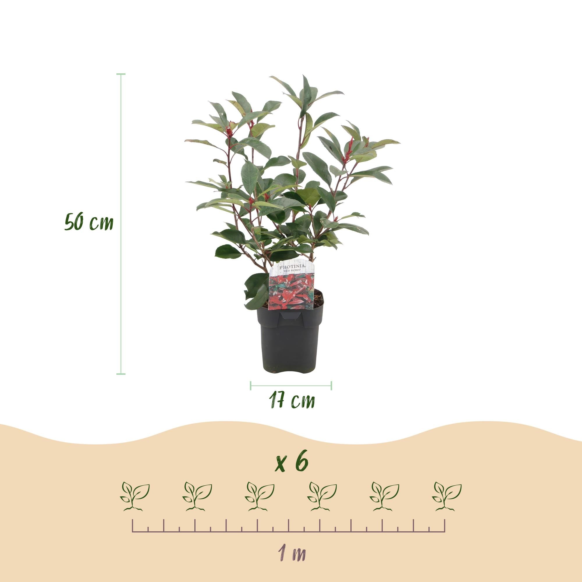 Photinia Fraseri ‘Red Robin’ – Glanzmispel, immergrün, 6 Pflanzen – 17 cm Topf,  50 cm hoch