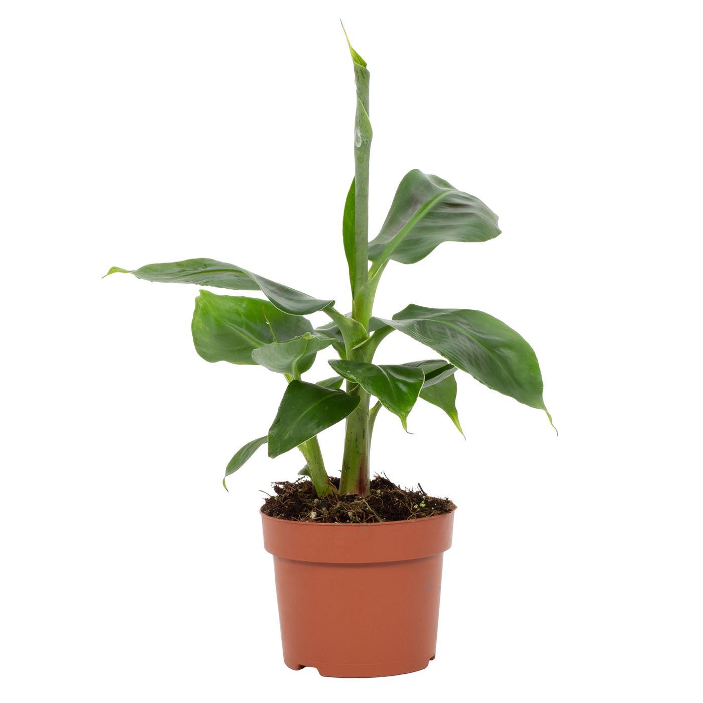 Musa Tropicana – Dwarf Banana - 12 cm pot, 27 cm high