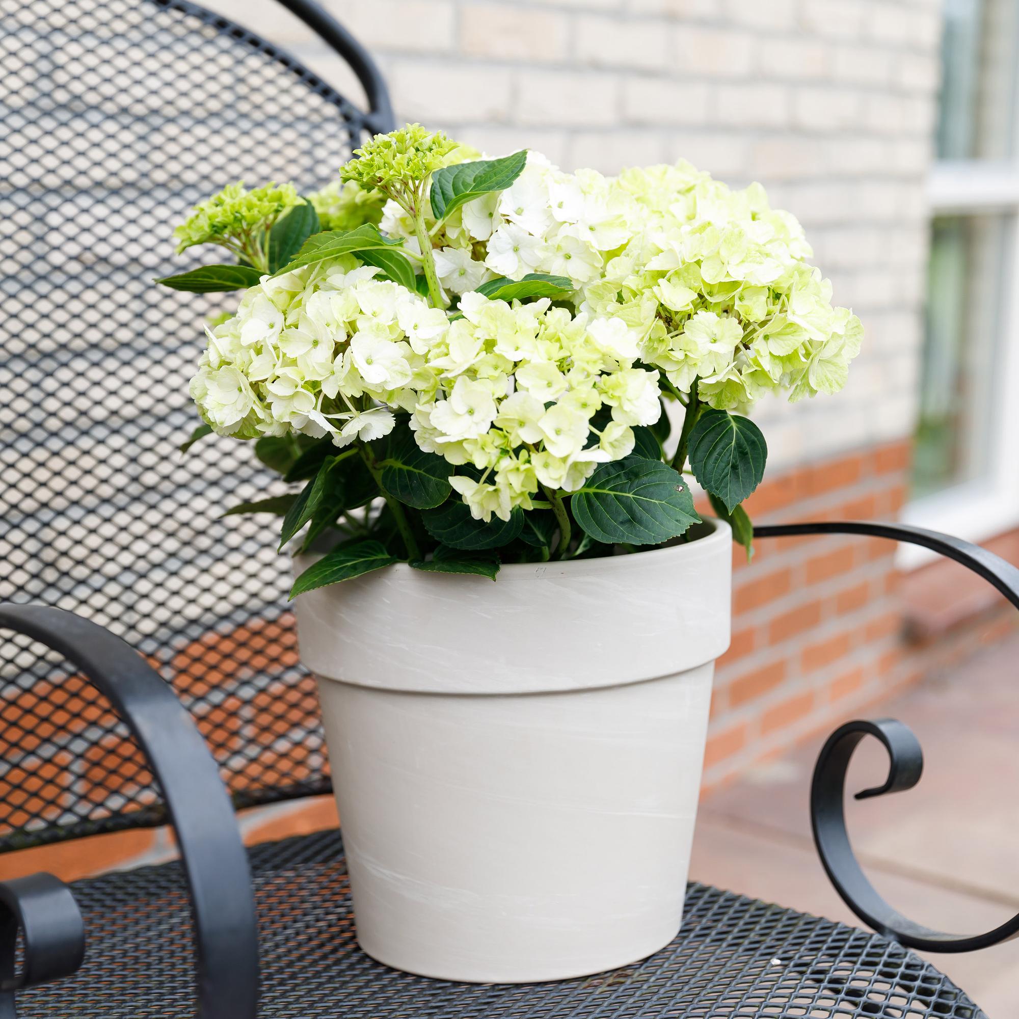 Hydrangea 'Magical Nobless' – white hydrangea, 23 cm pot, 55 cm tall