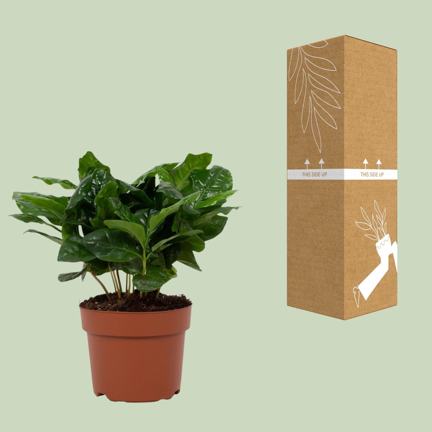 Coffee plant (Coffea arabica) – 22–30 cm