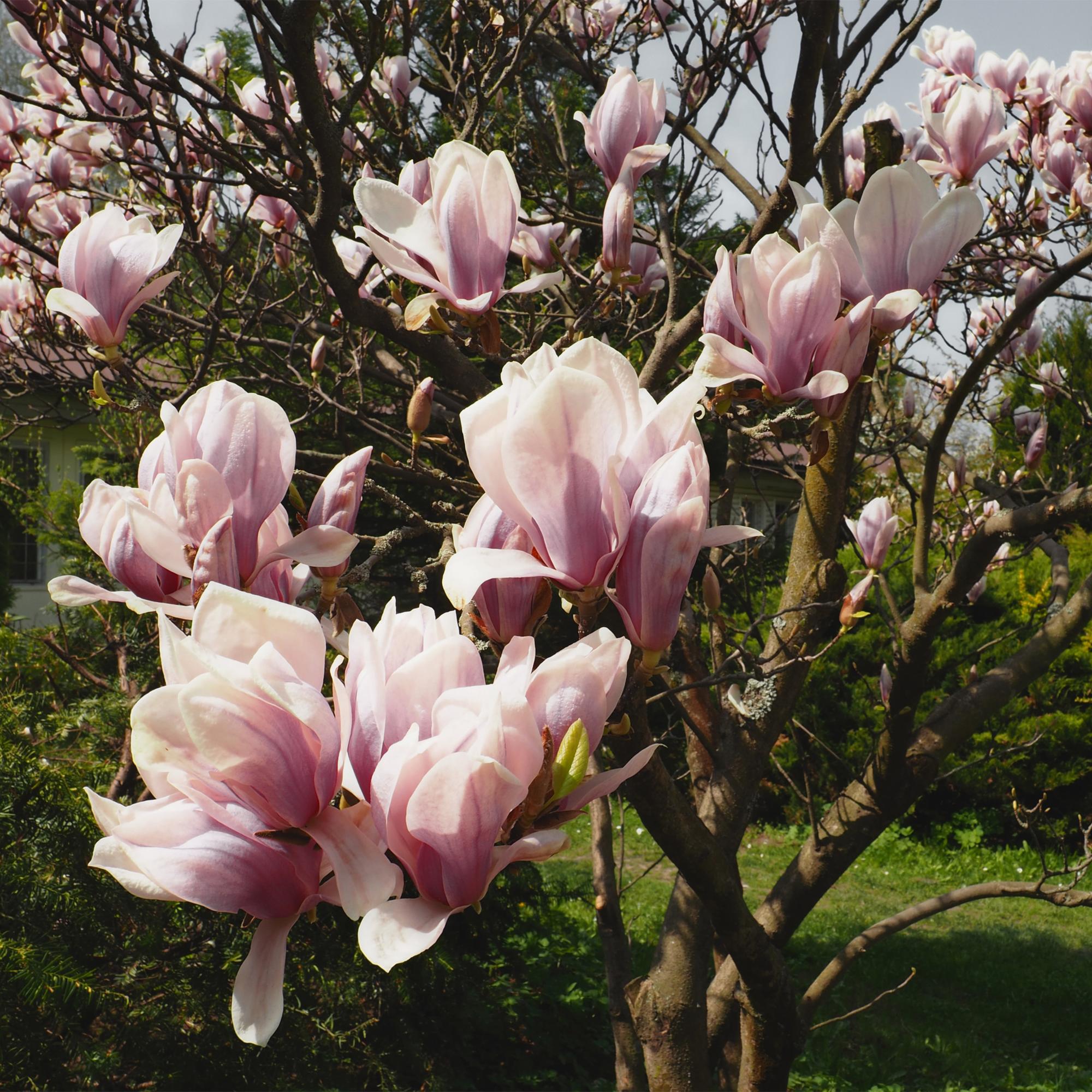 Magnolia soulangiana – Strauch mit hellrosa Blüten, 17 cm Topf, 45 cm Höhe