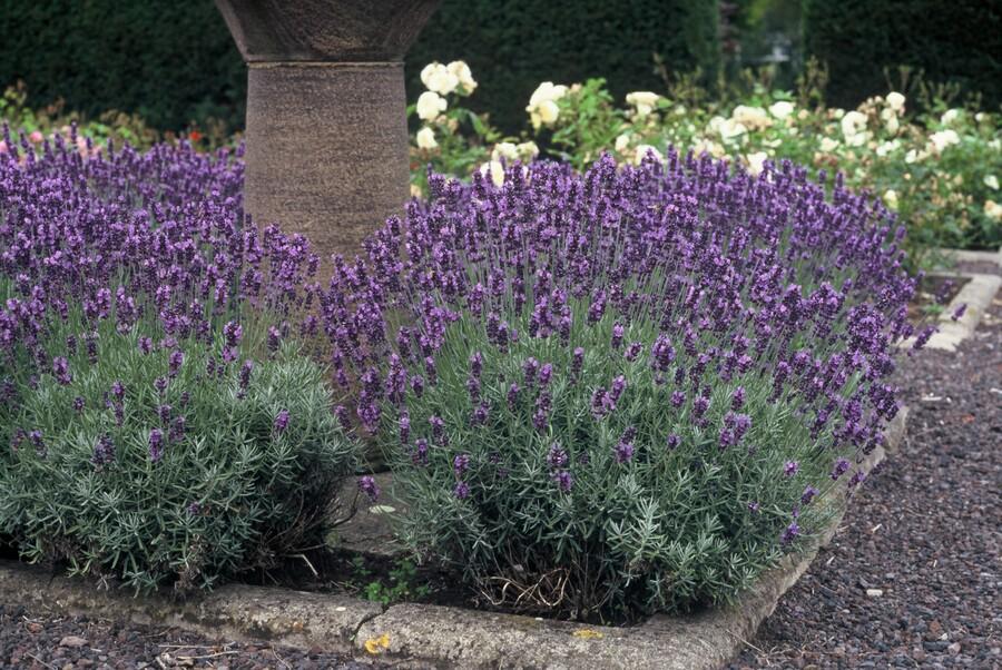 Lavendel ‚Dwarf Blue‘ (Lavandula angustifolia) – 10–25 cm, Ø9 cm