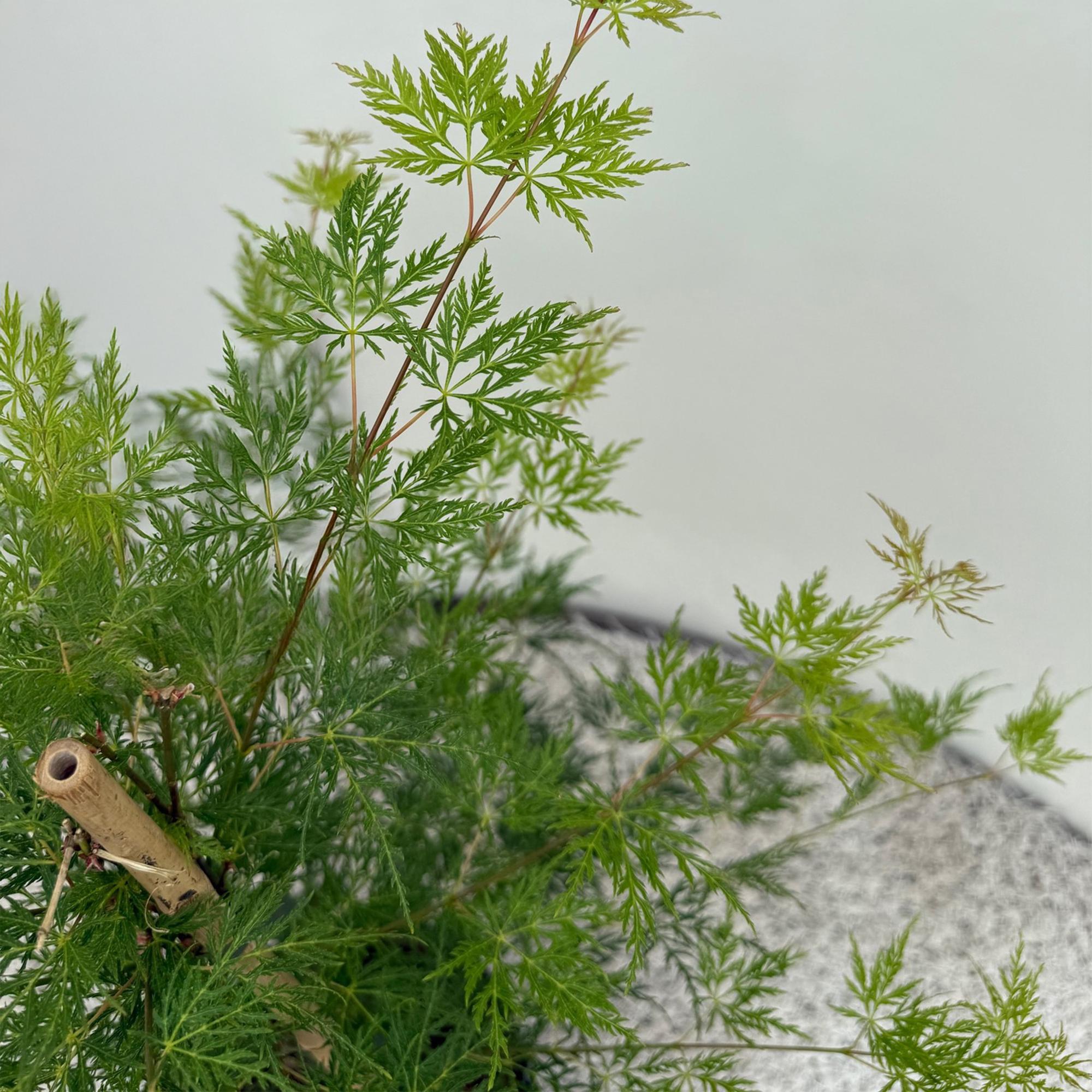 Japanischer Fächerahorn ‘Emerald Lace’ – grün, laubabwerfend, 19 cm Topf, 70 cm