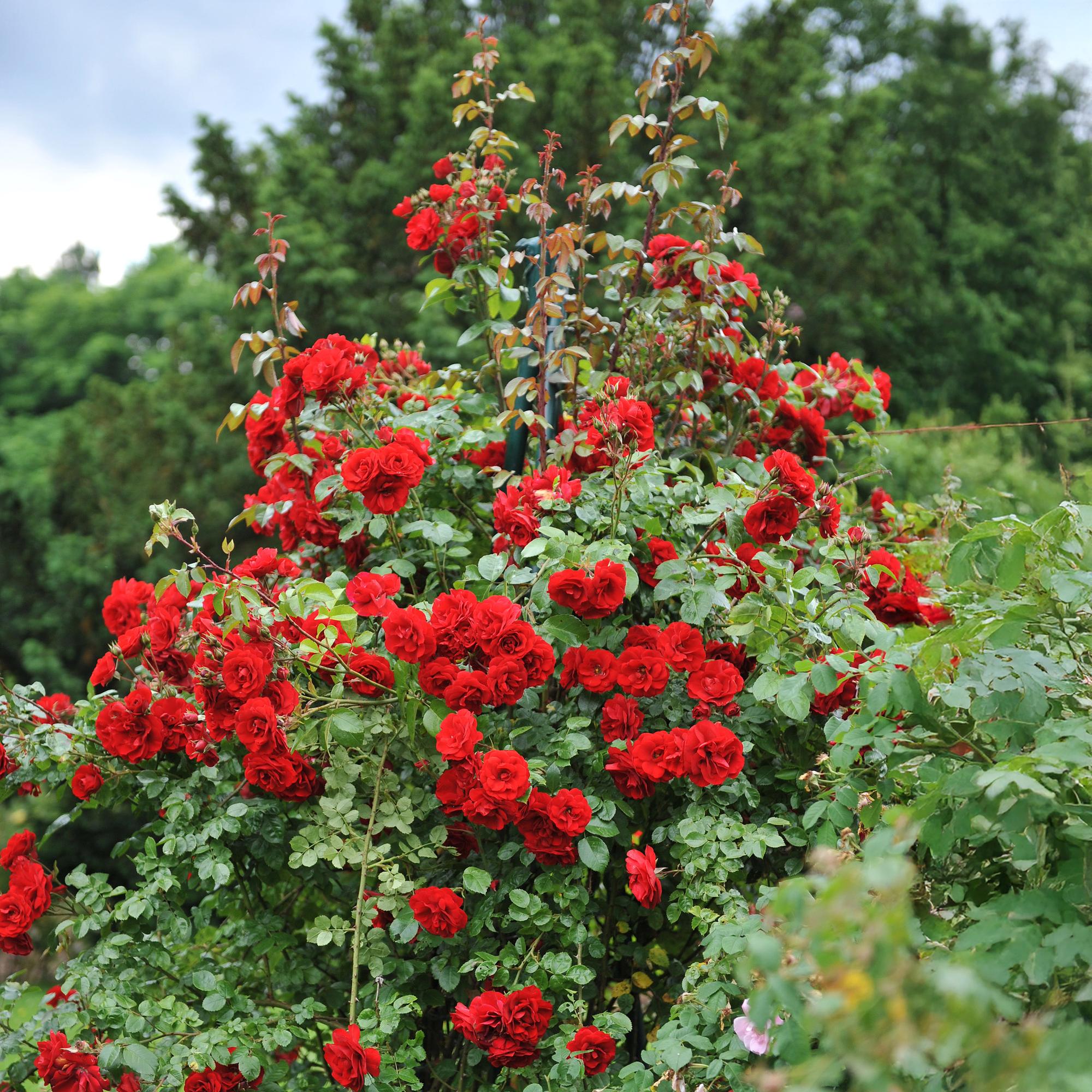 Rosa ‘Red Queen’ – pflegeleichte Kletterrose mit roten Blüten, 2 Pflanzen, 11 cm Topf, 40 cm Höhe