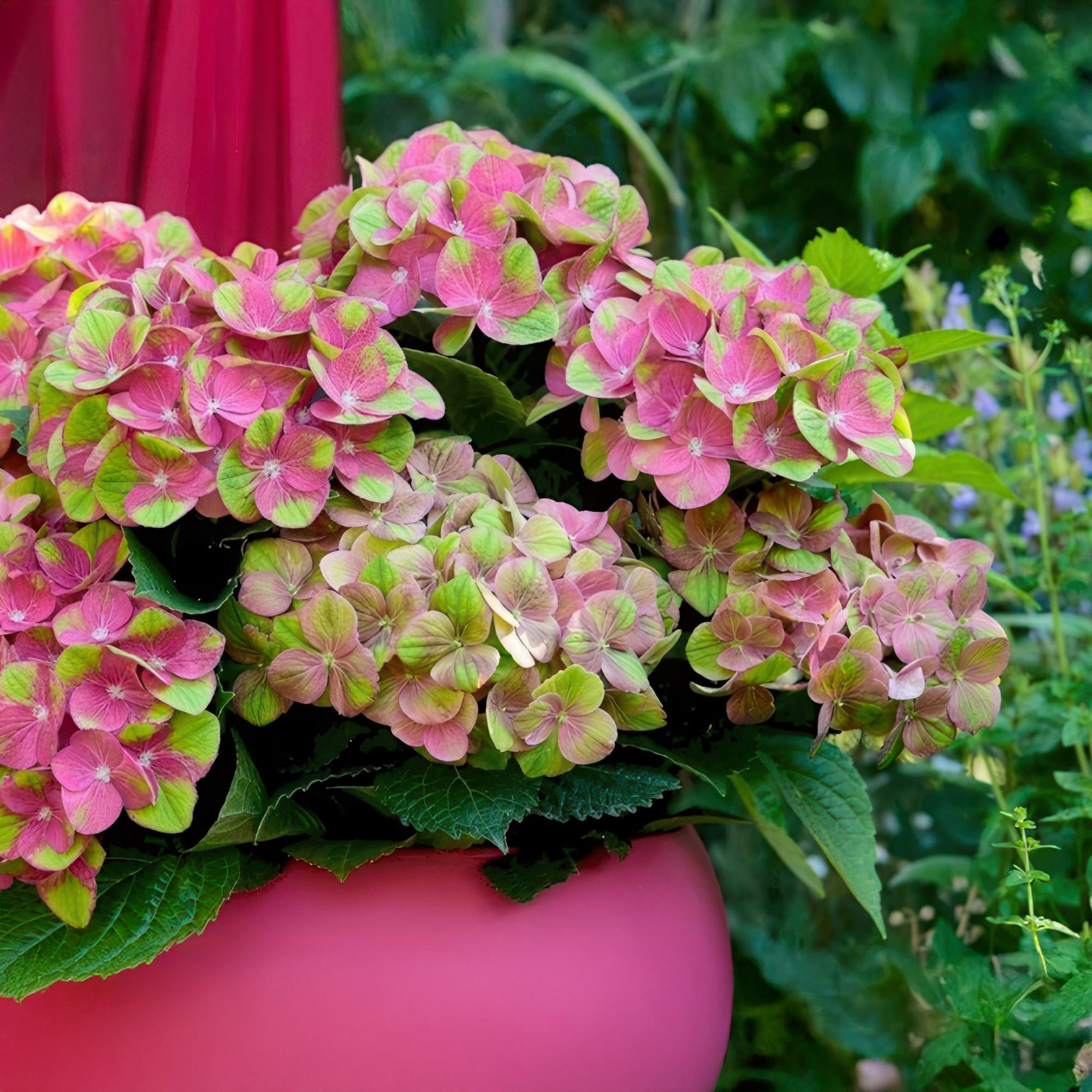 Balkonpflanze Hortensie ‘Magical Green Fire’ – 6–10 Blüten, rosa-grün, Topf 23 cm, 55 cm hoch