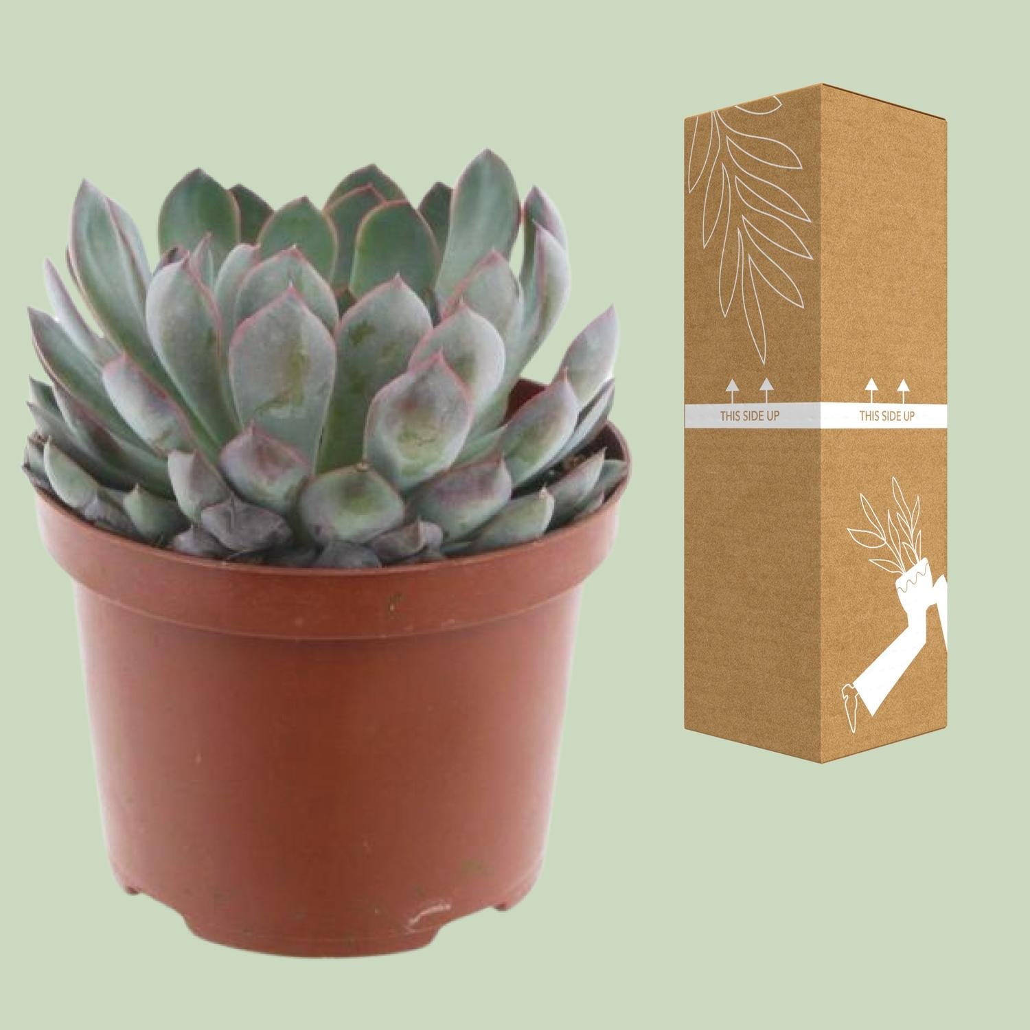Echeveria Pelisuda – Rosetten-Sukkulente - 17 cm Topf, 30 cm hoch