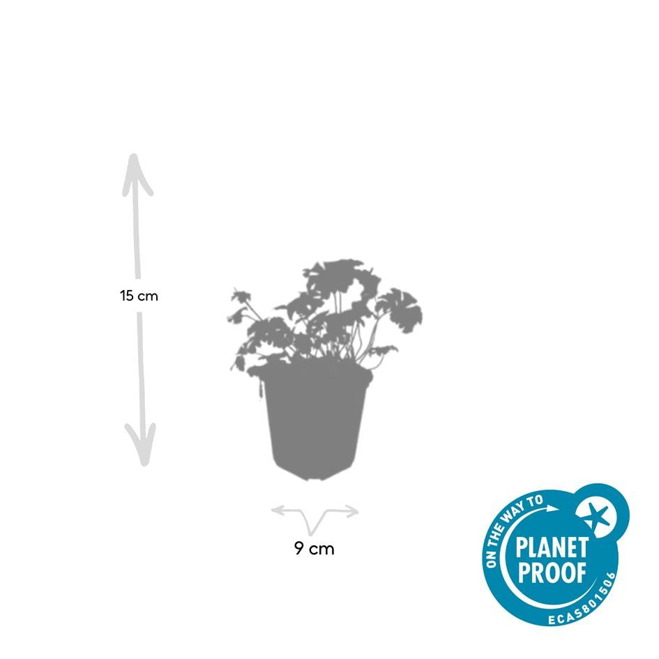 Storchschnabel ‘Album’ – kompakte Staude, 9 cm Topf, 10–25 cm Höhe