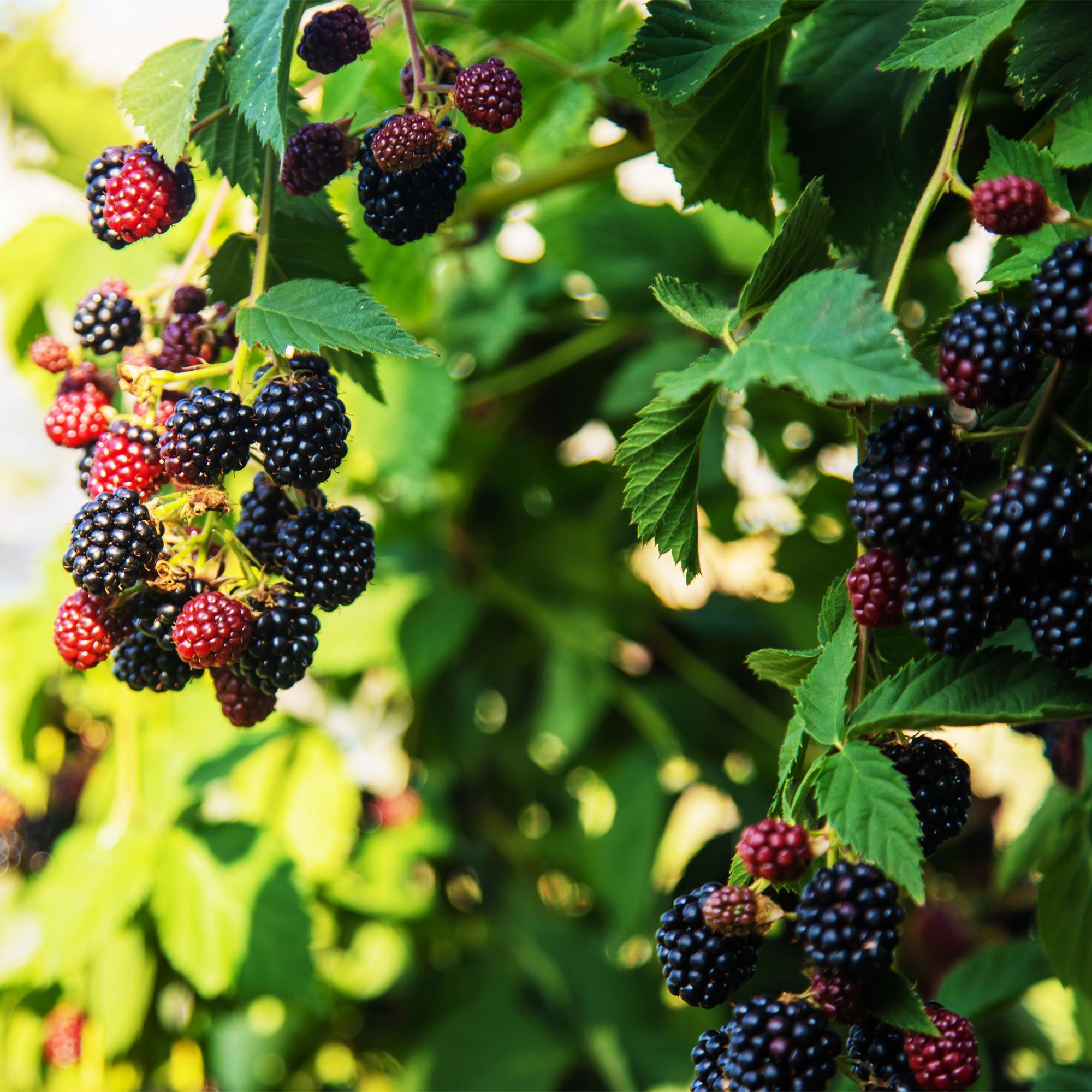 Dornenlose Brombeere „Triple Crown“ – 2 Pflanzen, 11 cm Topf, ca. 40 cm