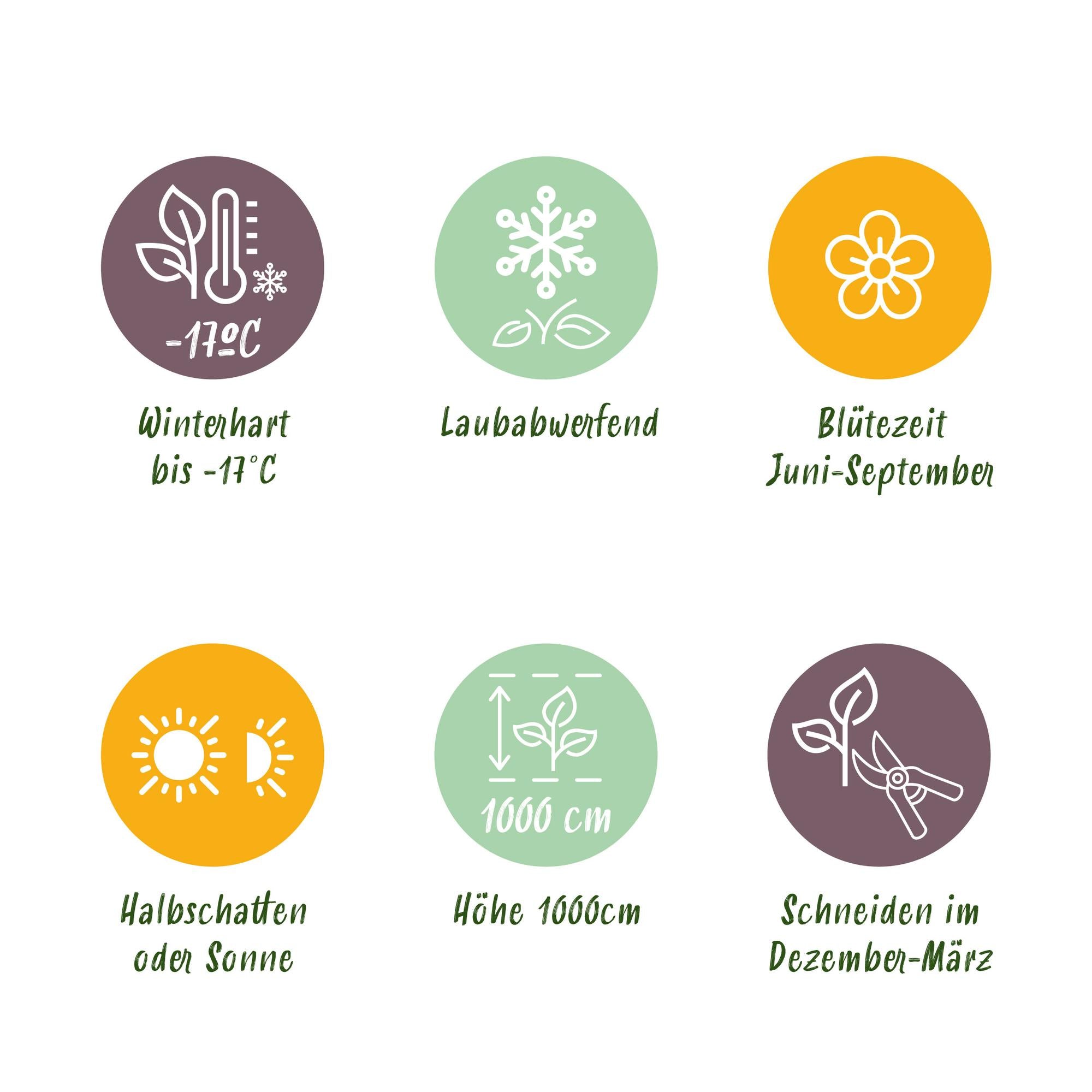 'Rosa Tricolour' climbing rose – multicoloured flowering, easy to care for, 3 plants in an 11 cm pot, 40 cm tall