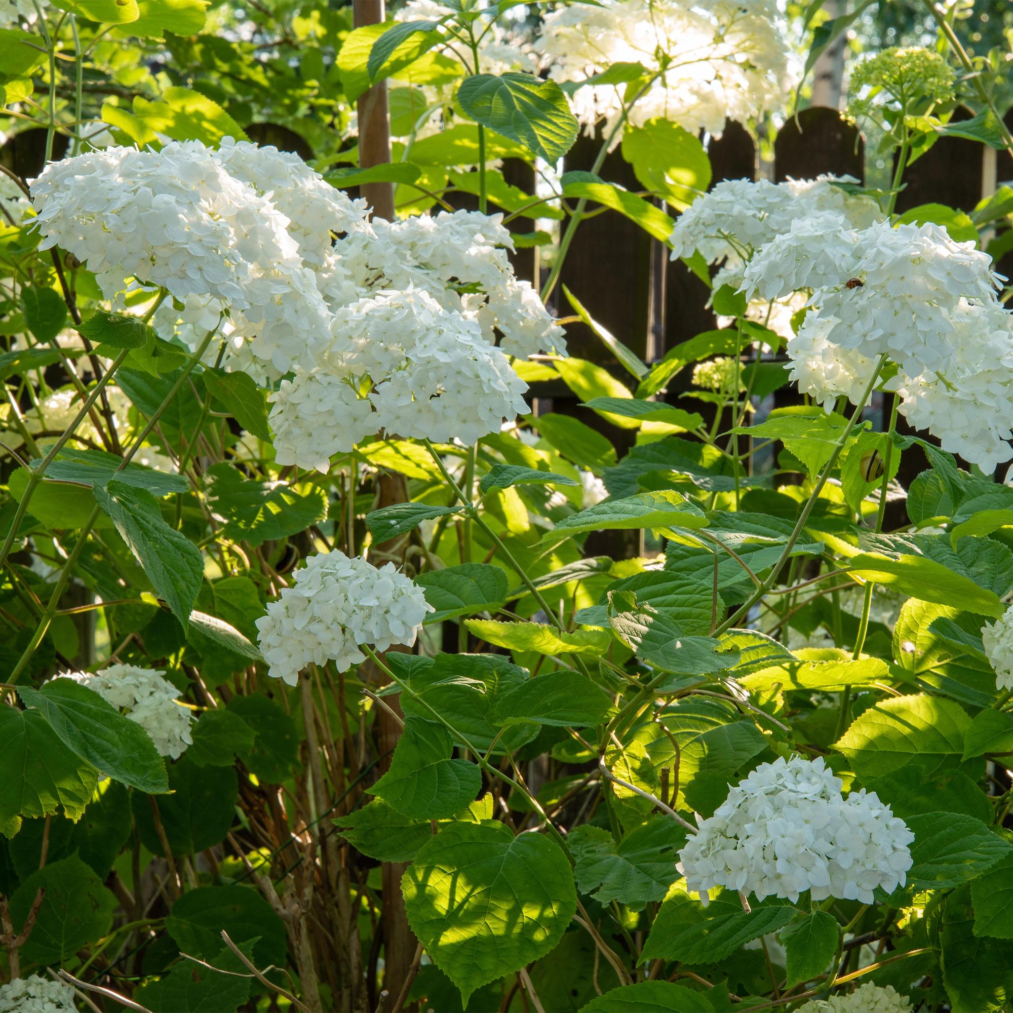 Hydrangea arborescens ‘Annabelle’ – weiße Blüten, laubabwerfend, 3 Pflanzen pro m², 17 cm Topf, 50 cm Höhe