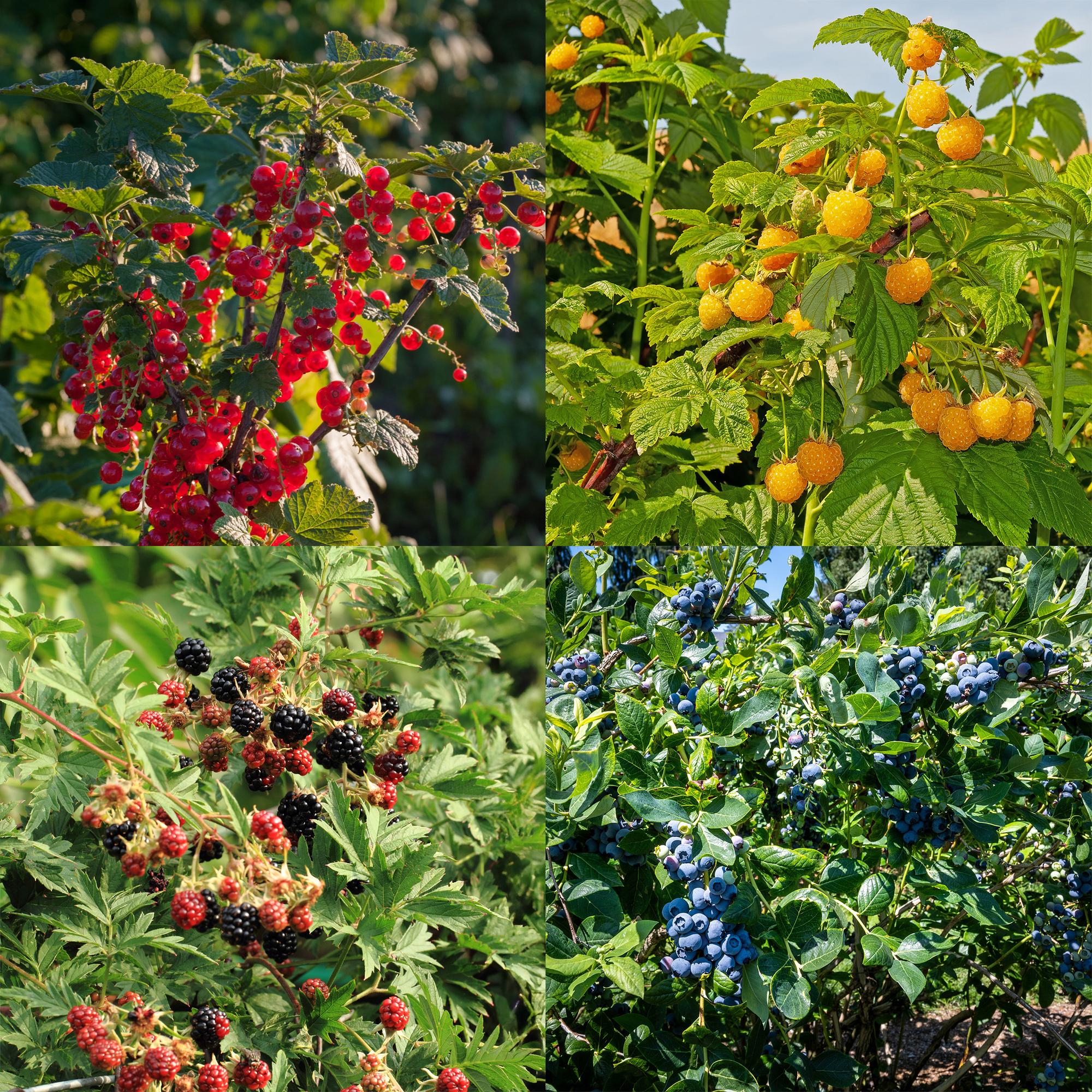 Berry mix – 4 fruit plants: Red berry, yellow raspberry, blackberry & blueberry (11 cm pot, 40 cm high)