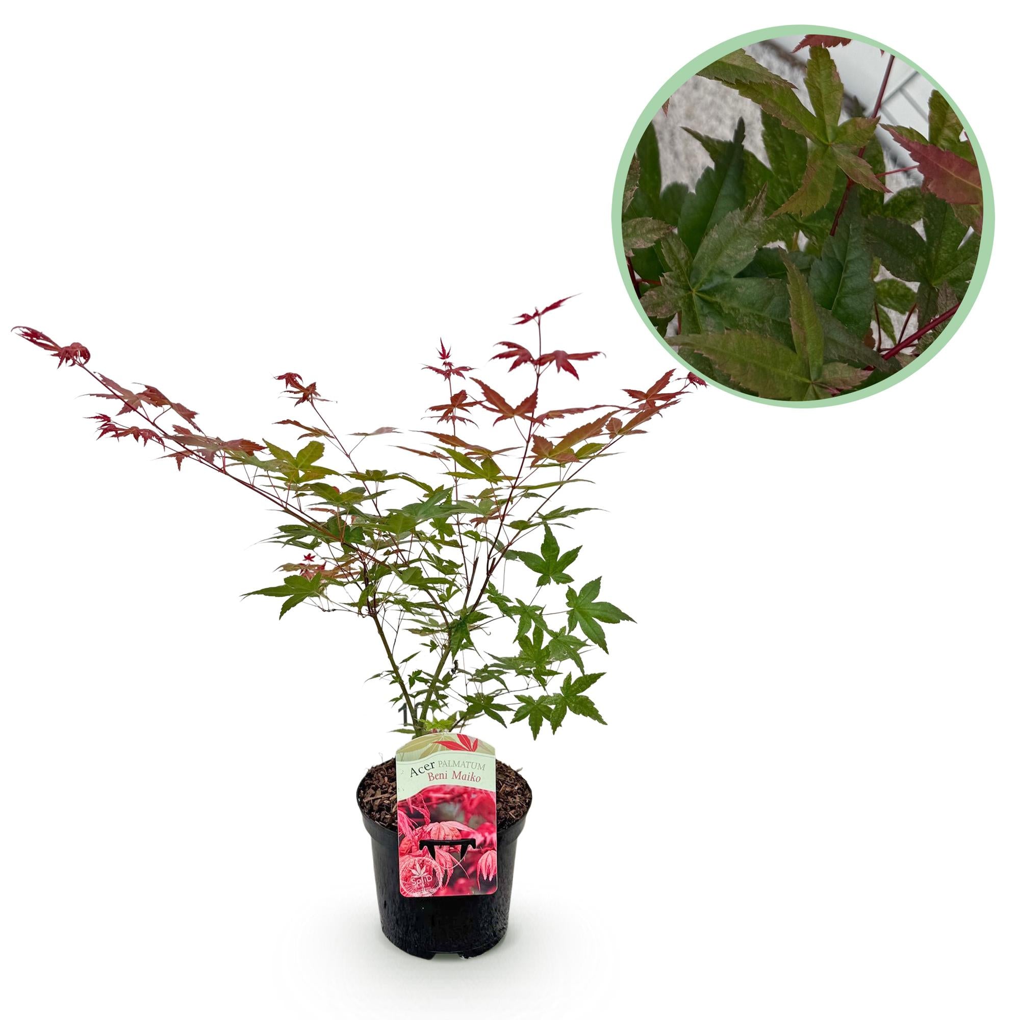 Acer Palmatum ‘Beni Maiko’ – Japanischer Ahorn, laubabwerfend – 19 cm Topf, 70 cm hoch