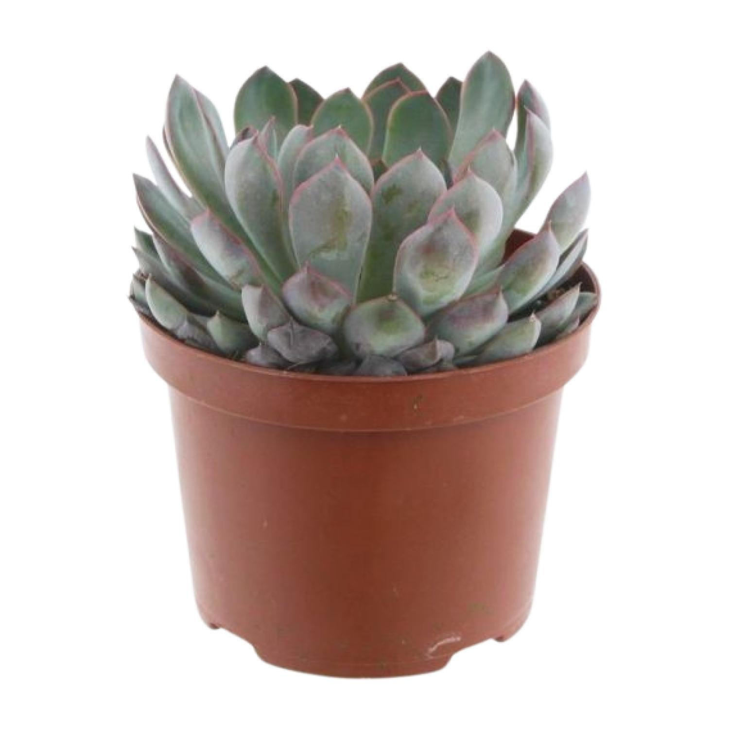 Echeveria Pelisuda – Rosetten-Sukkulente - 17 cm Topf, 30 cm hoch