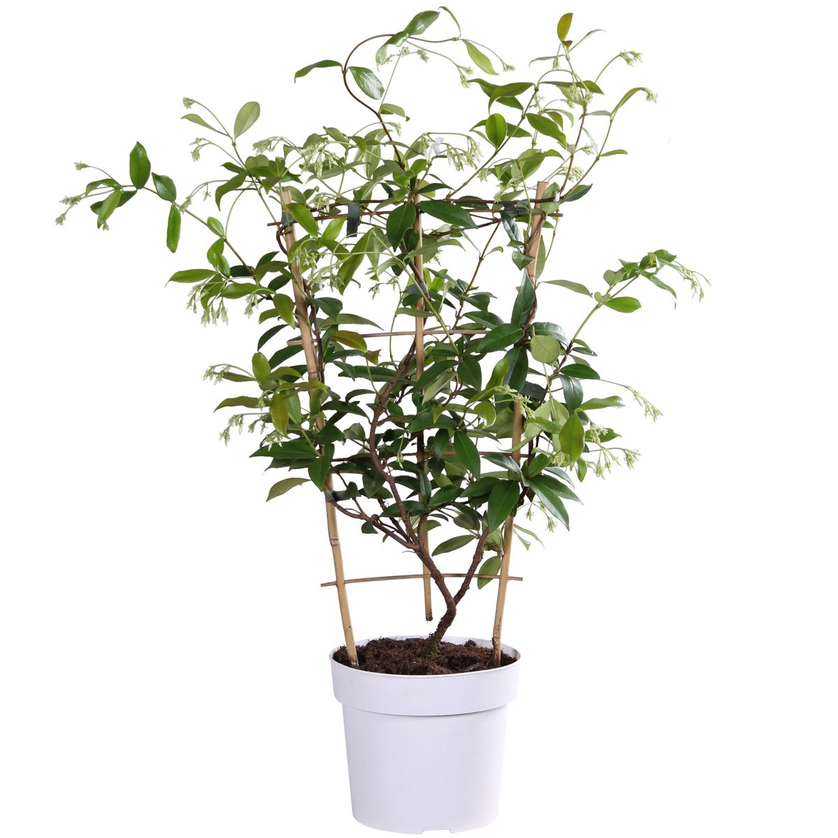 Jasmin ‘Star of Toscana’ – Trachelospermum, immergrün, 15 cm Topf, 65 cm hoch