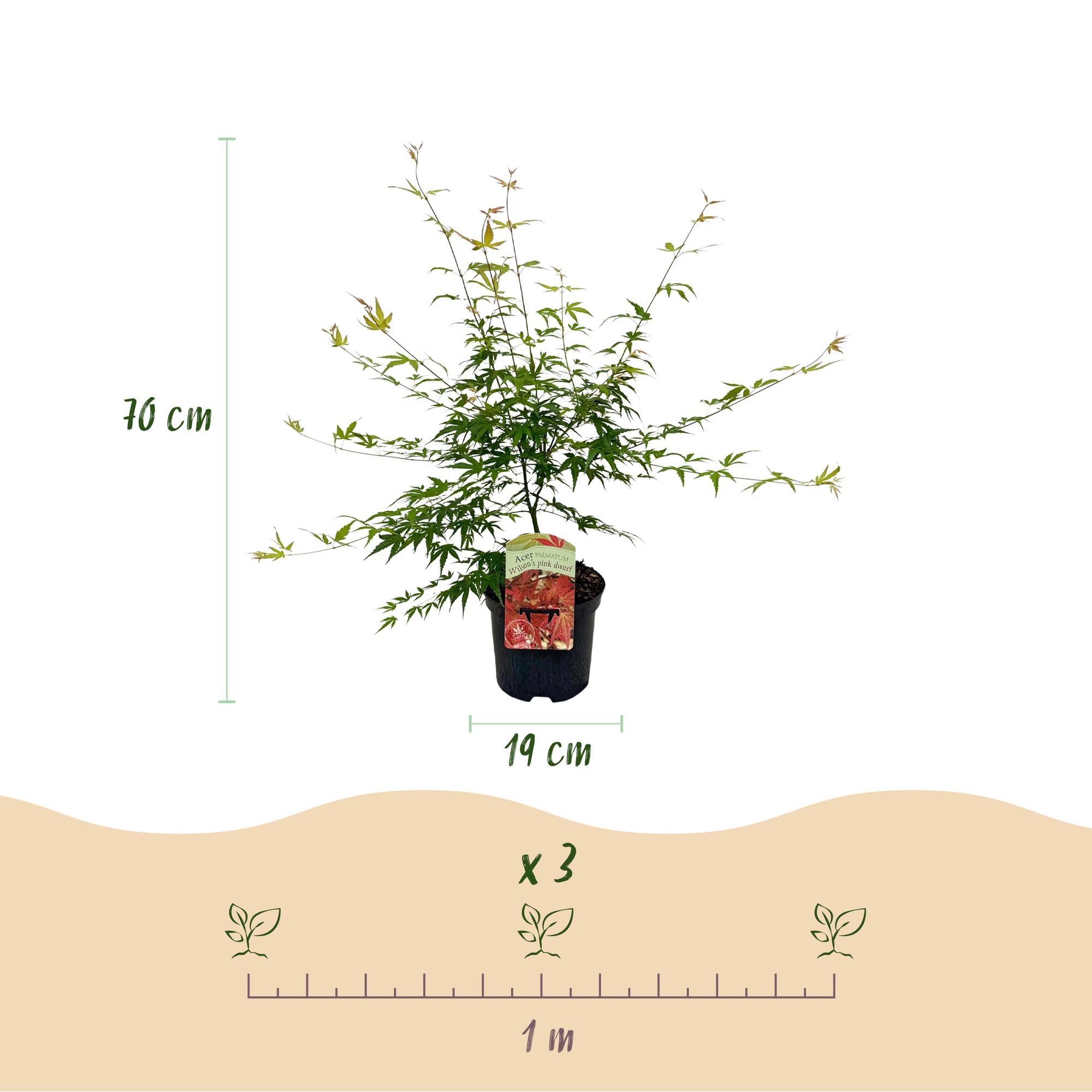 Japanischer Ahorn ‘Pink Dwarf’ – laubabwerfend, rosa Färbung, 19 cm Topf, 70 cm hoch