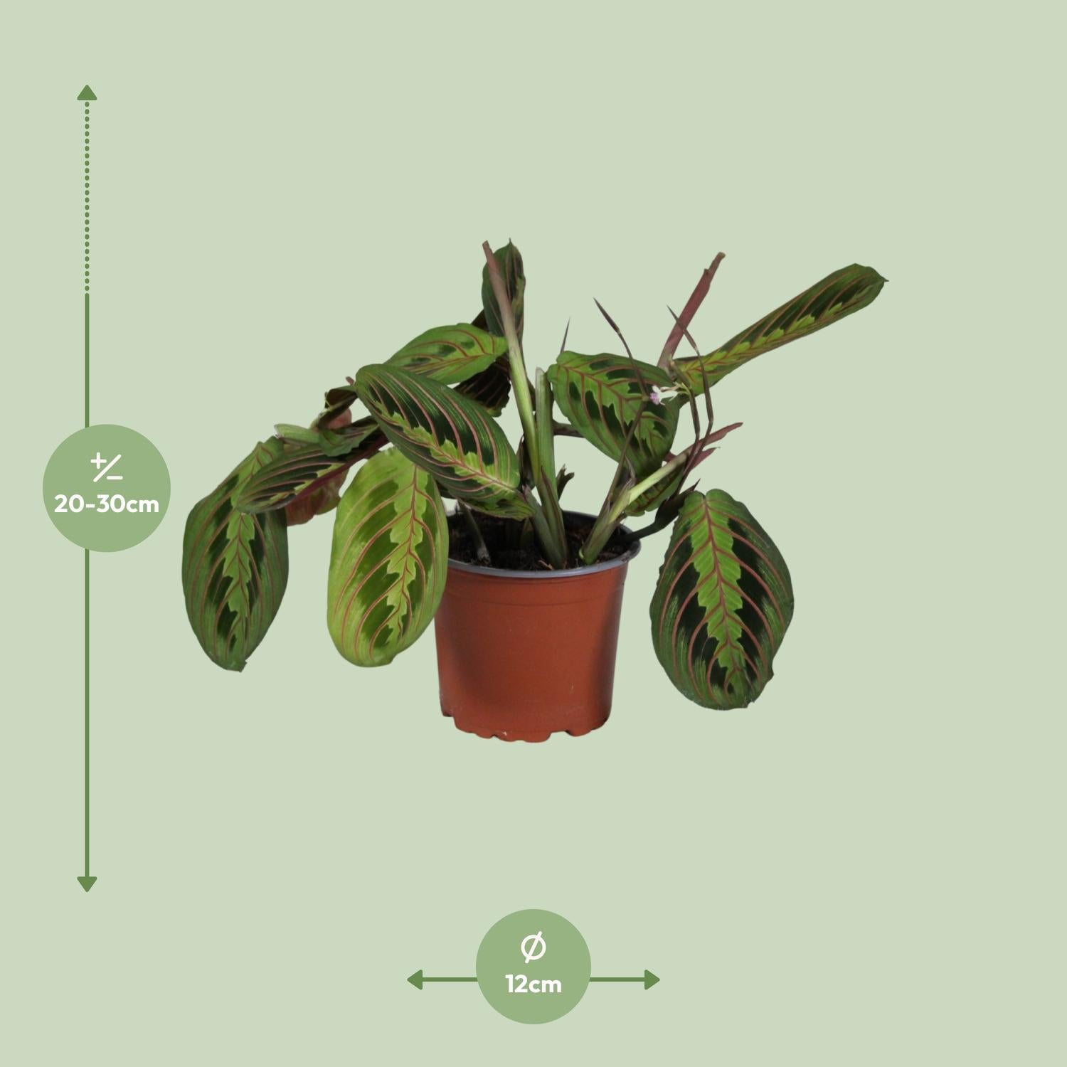 Maranta Leuconeura ‘Fascinator’ – Gebetspflanze - 12 cm Topf, 30 cm hoch