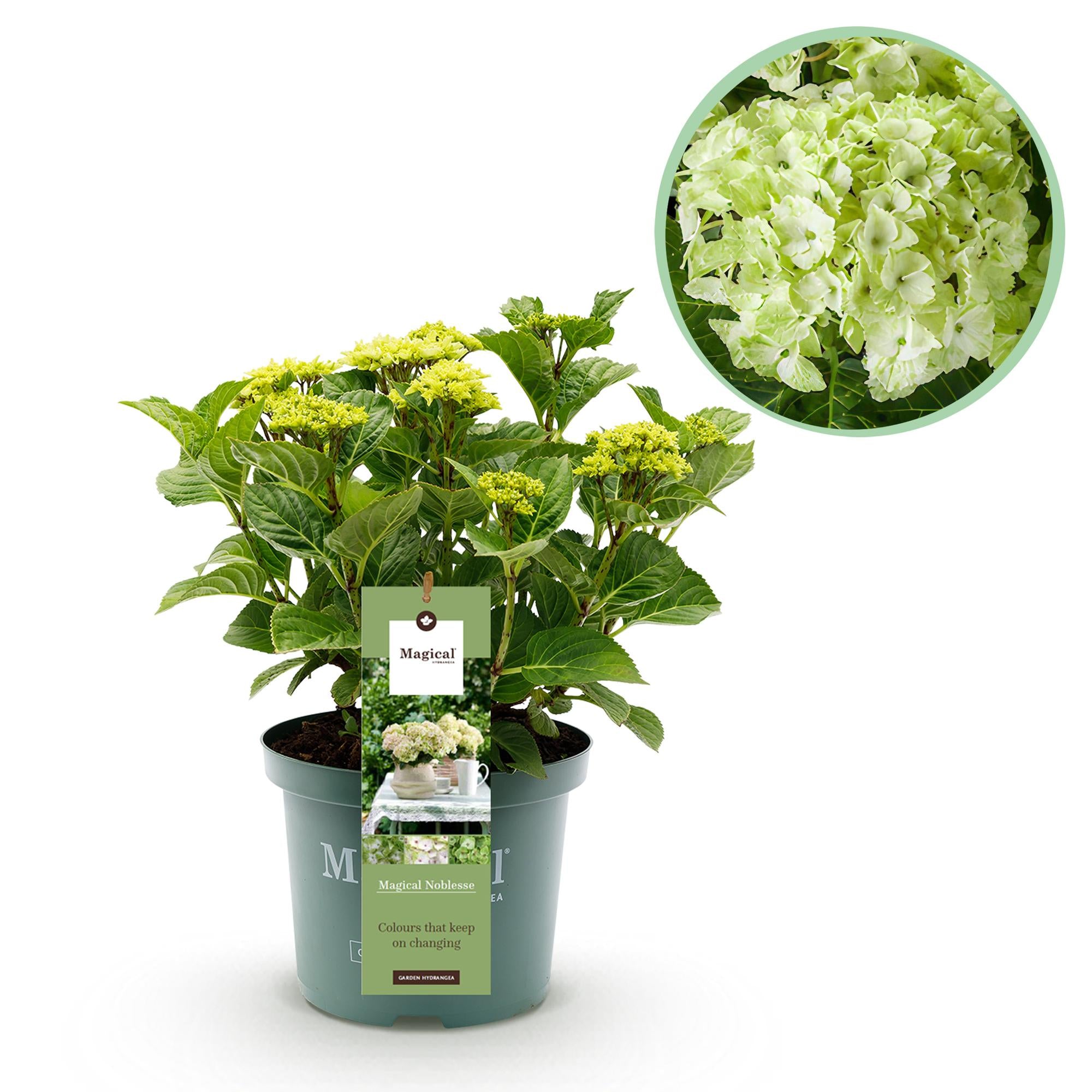Hydrangea 'Magical Nobless' – white hydrangea, 23 cm pot, 55 cm tall
