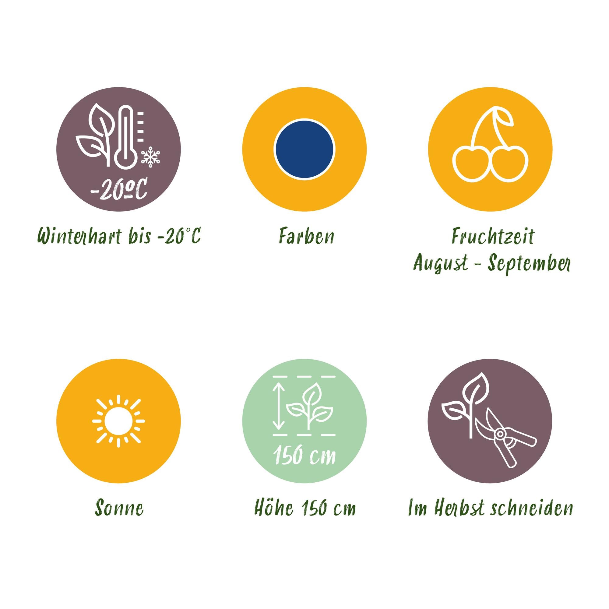 Myrtille'Early Black' (Vaccinium macrophylla) –rustique, 3 plants en pot de 9 cm