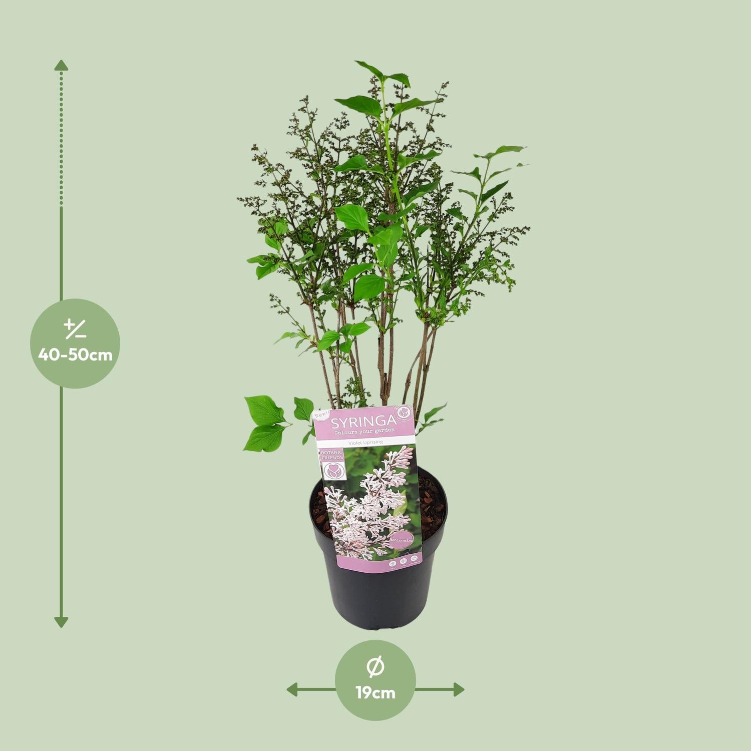 Lilas'Violet Uprising'–arbuste ornemental buissonnant, pot de 19 cm, 35 cm de hauteur