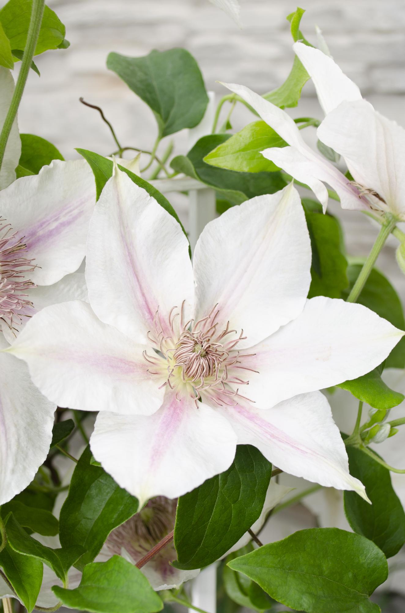 Clematis ‘Corinne’ – kompakte, weiß blühende Kletterpflanze, Ø15 cm, ↕65 cm