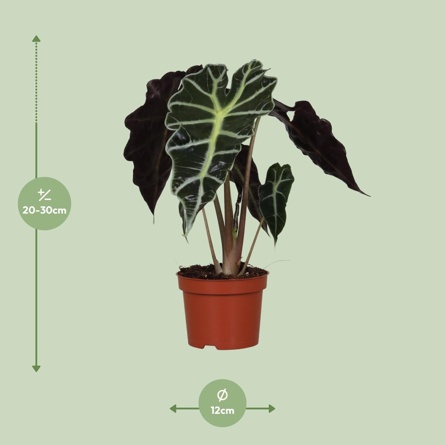 Alocasia amazonica 'Polly' – Elephant Ear - 12 cm pot, 30 cm high