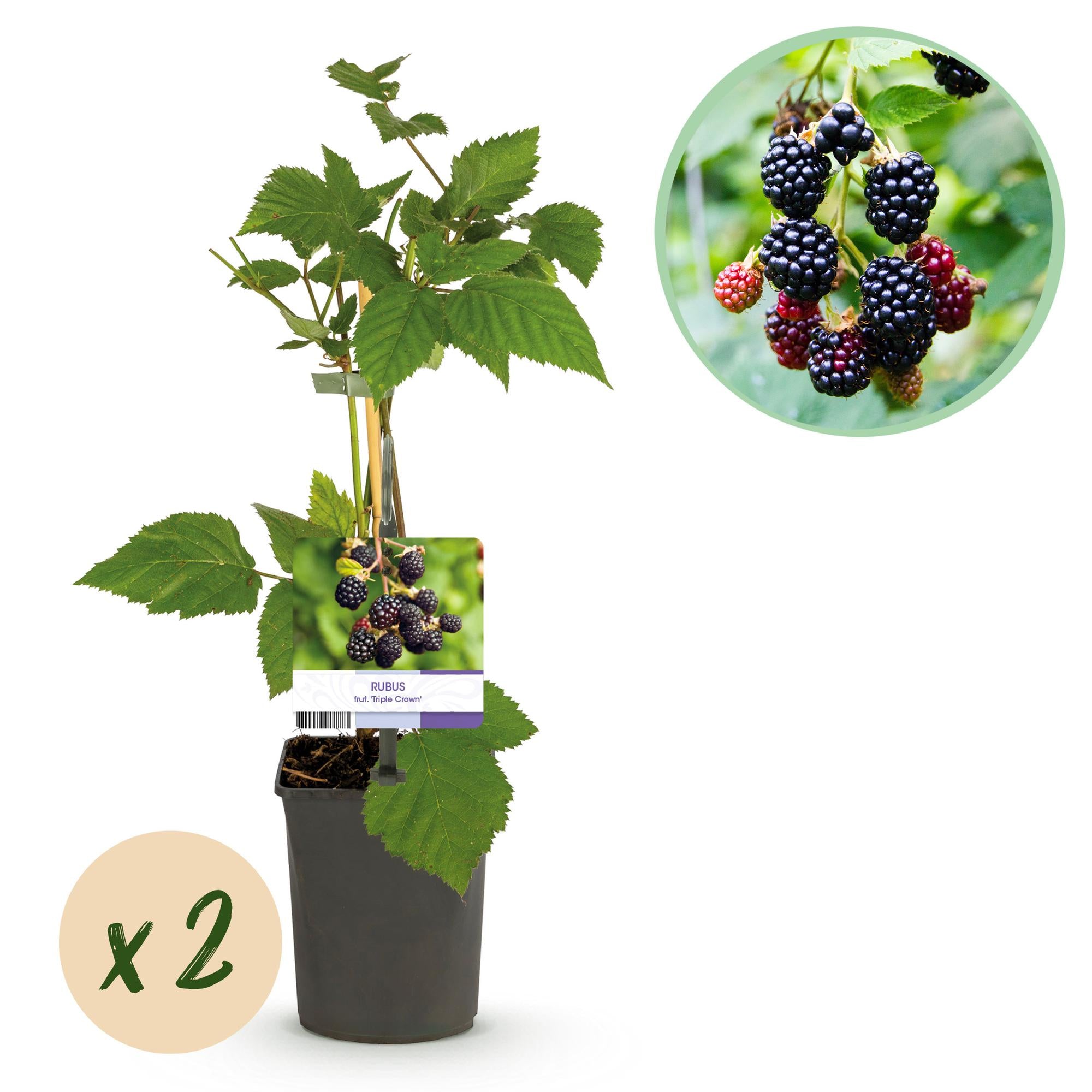 Dornenlose Brombeere „Triple Crown“ – 2 Pflanzen, 11 cm Topf, ca. 40 cm