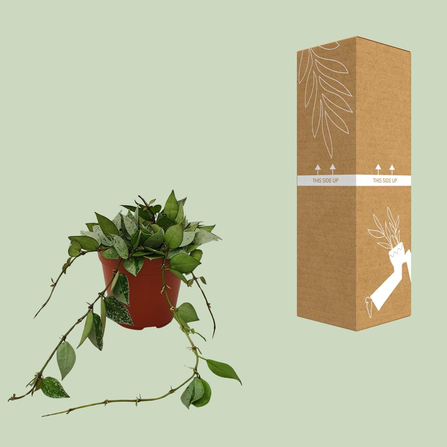 Hoya Krohniana ‘Eskimo’ – Wachsblume - 12 cm Topf, 15 cm hoch