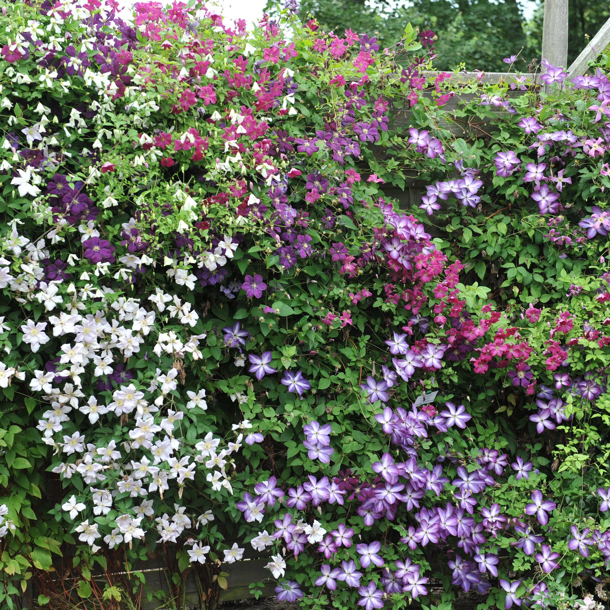 Kletterpflanze Clematis ‘Rainbow’ – mehrfarbig blühend, 4 Pflanzen, Topf 11 cm, Höhe 40 cm
