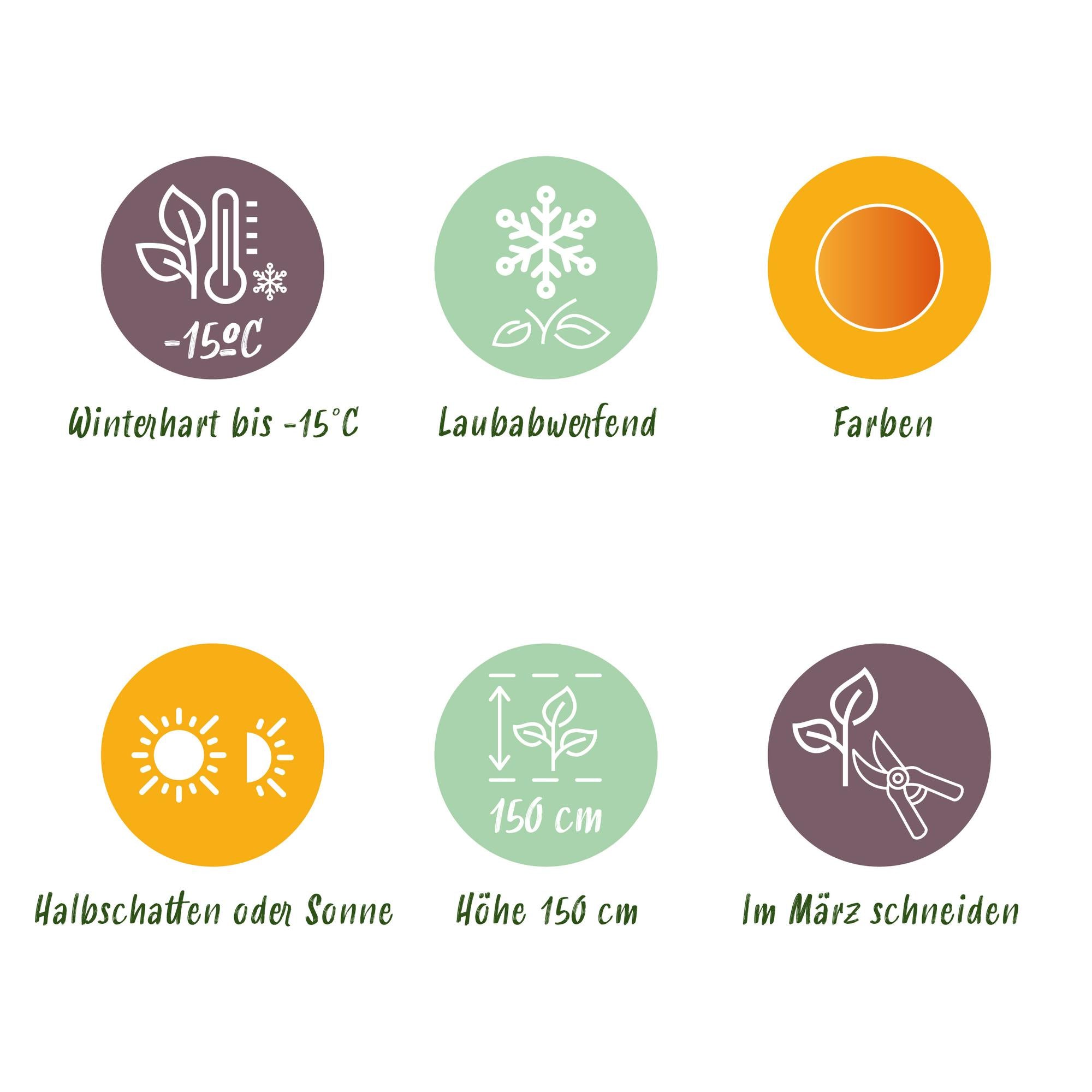 Japanese maple – variety 'Orange Dream', deciduous, 19 cm pot, 70 cm tall