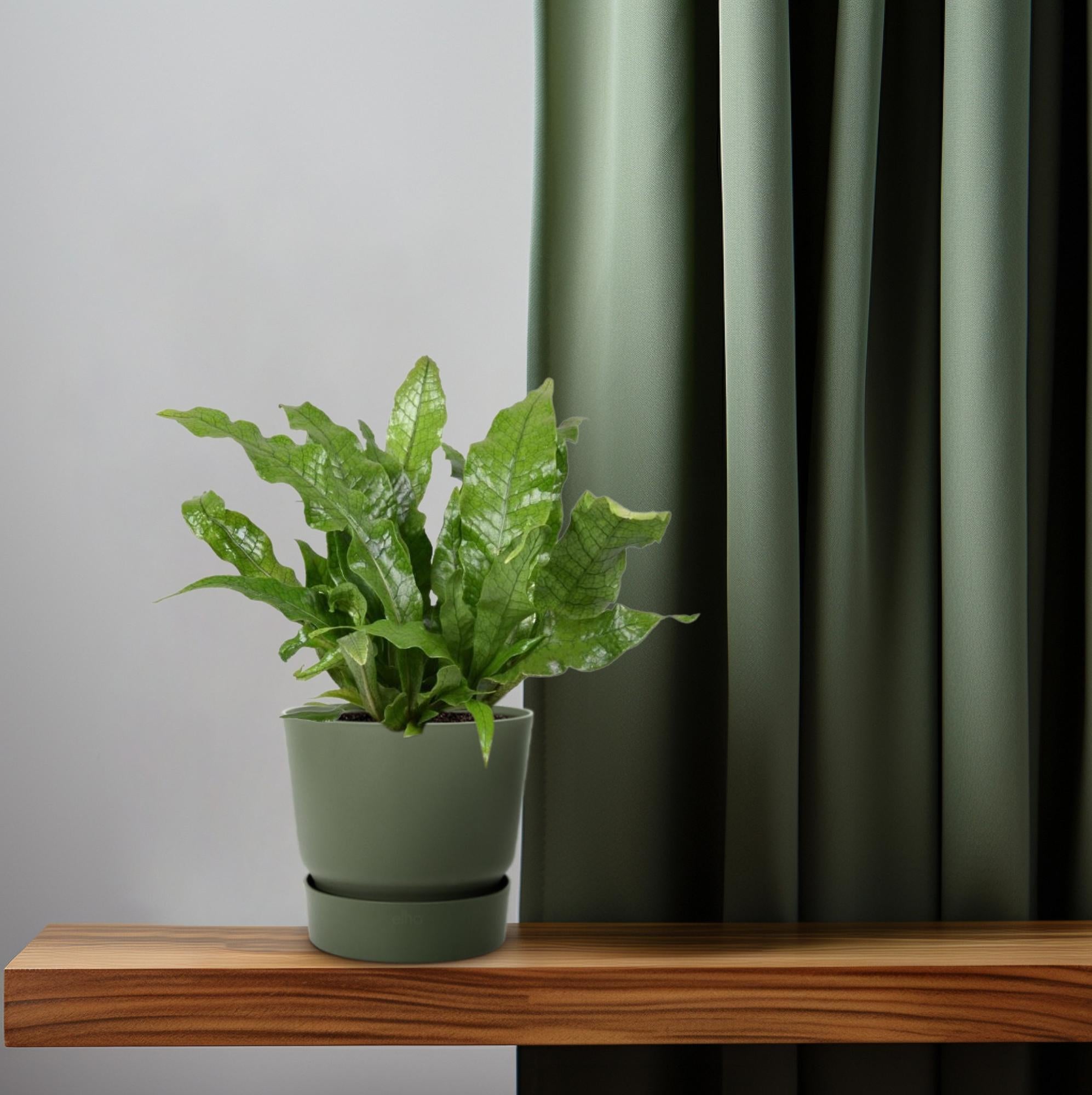 Microsorum Crocodyllus–Fougère crocodile-Ø12cm-↕30cm