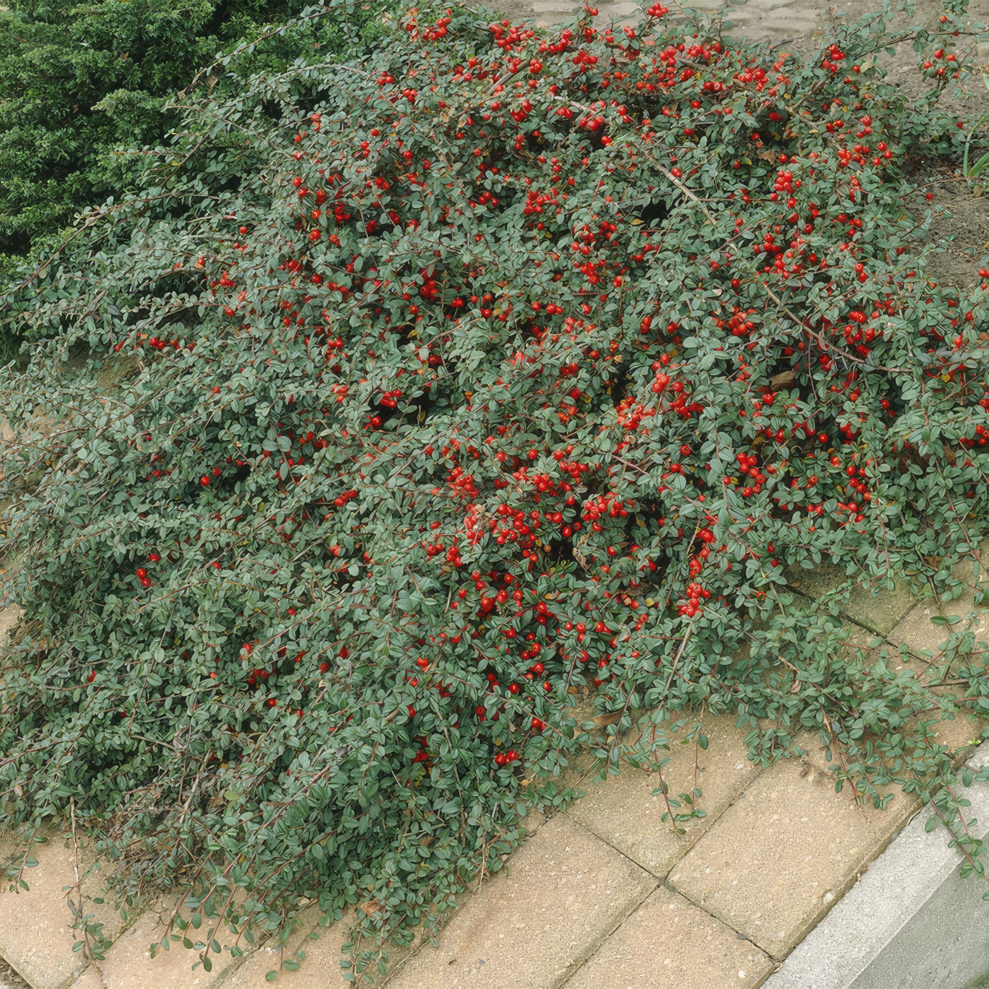 Cotoneaster dammeri – niedrig wachsend, 9 cm Topf, 10–25 cm Höhe
