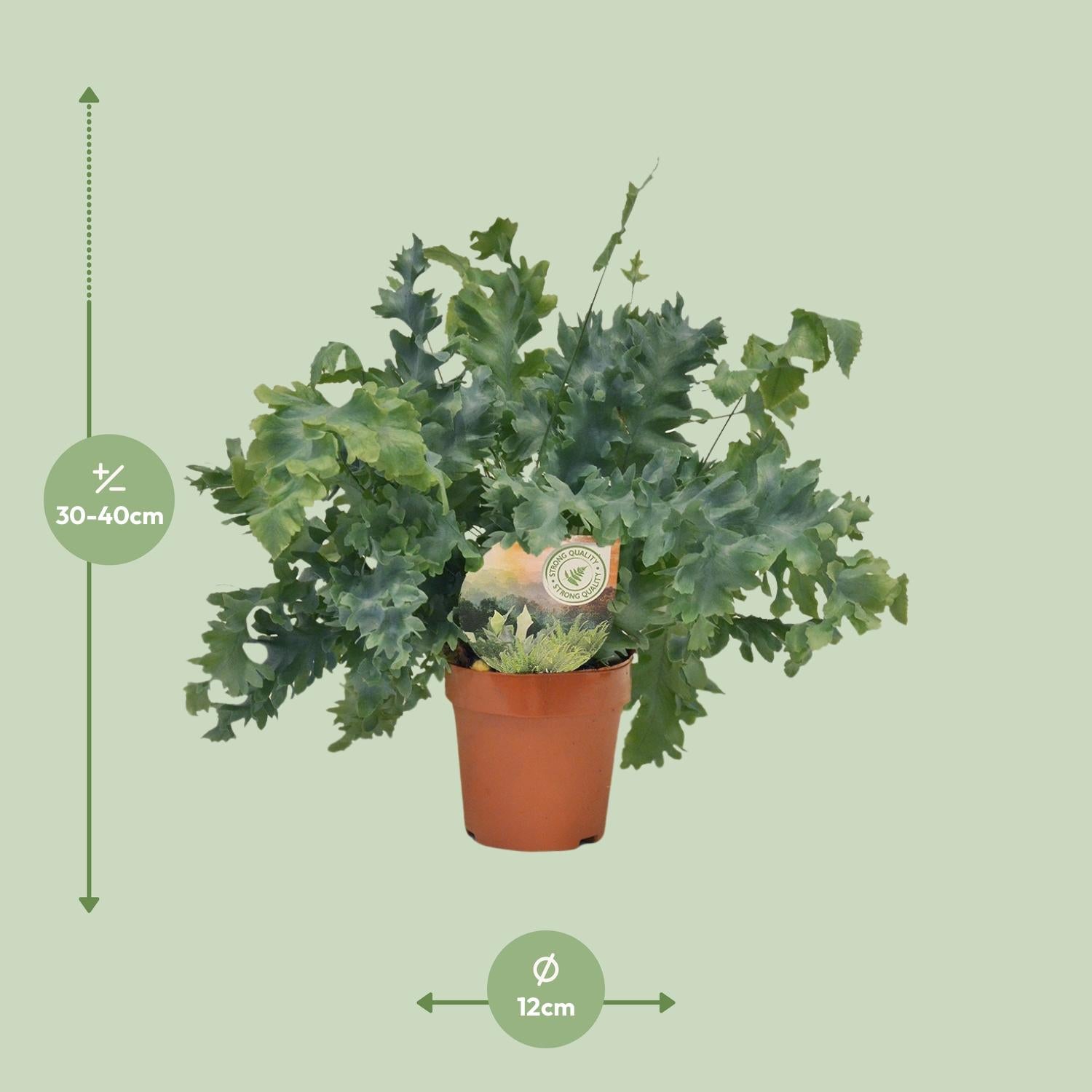 Phlebodium Davana – Davana-Farn - 35-60 cm