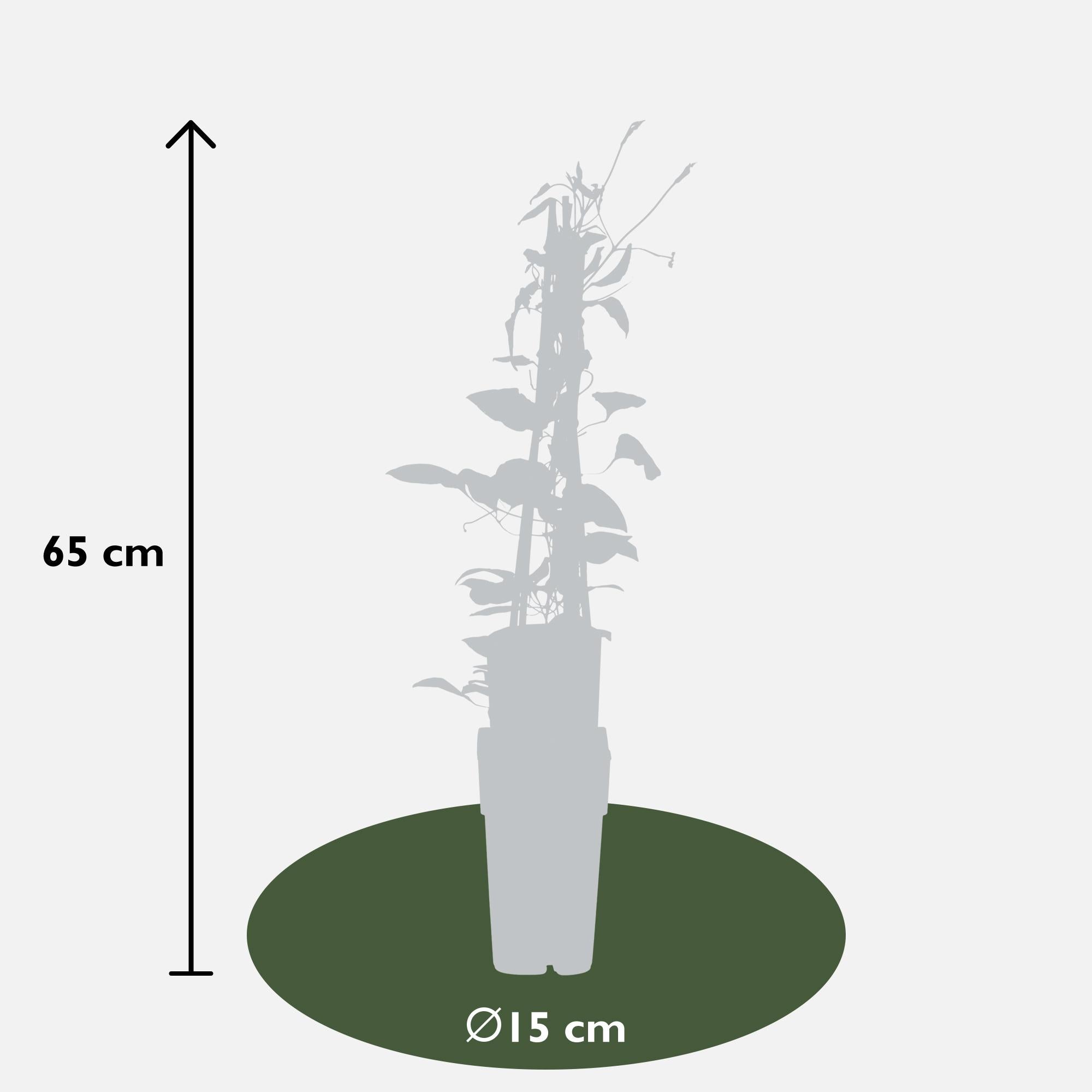 Clematis ‘Rouge Cardinal’ – kräftig rot blühende Kletterpflanze, 15 cm Topf, 65 cm Höhe
