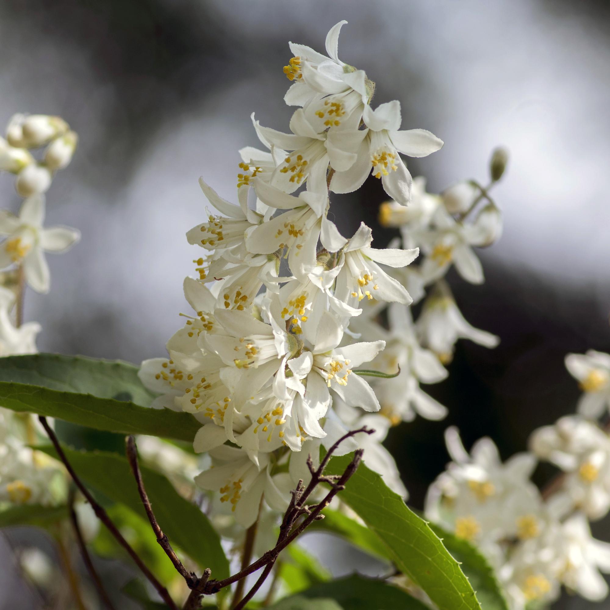 Maiblumenstrauch (Deutzia gracilis) – weißblühend, laubabwerfend, 17 cm Topf, 45 cm Höhe