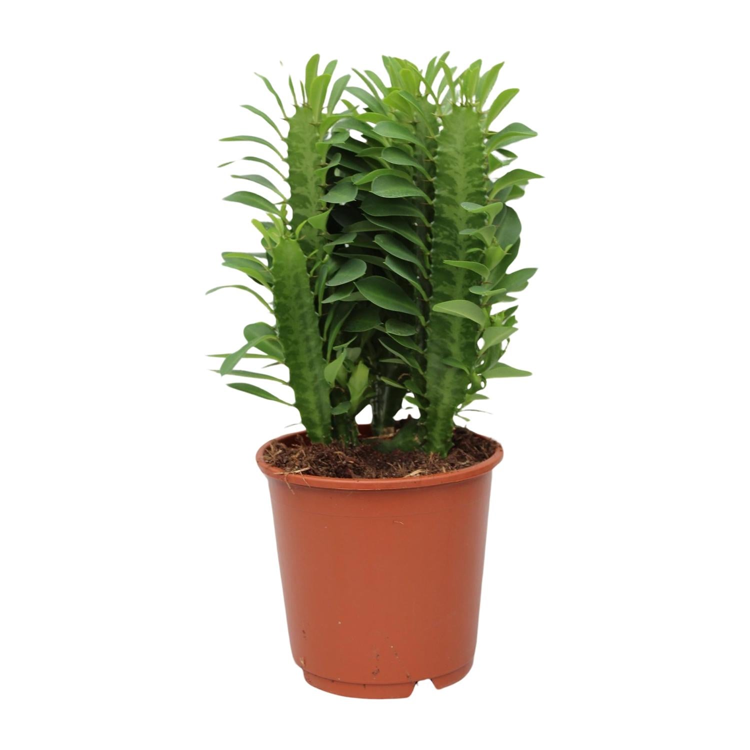 Euphorbia trigona – African milk tree - 40-70 cm
