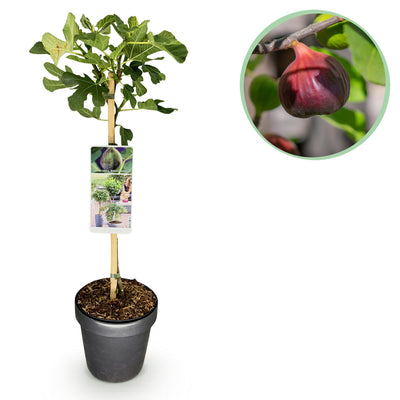 Feigenbaum „Brown Turkey“ (Ficus carica) – 19cm Topf, 90 cm hoch