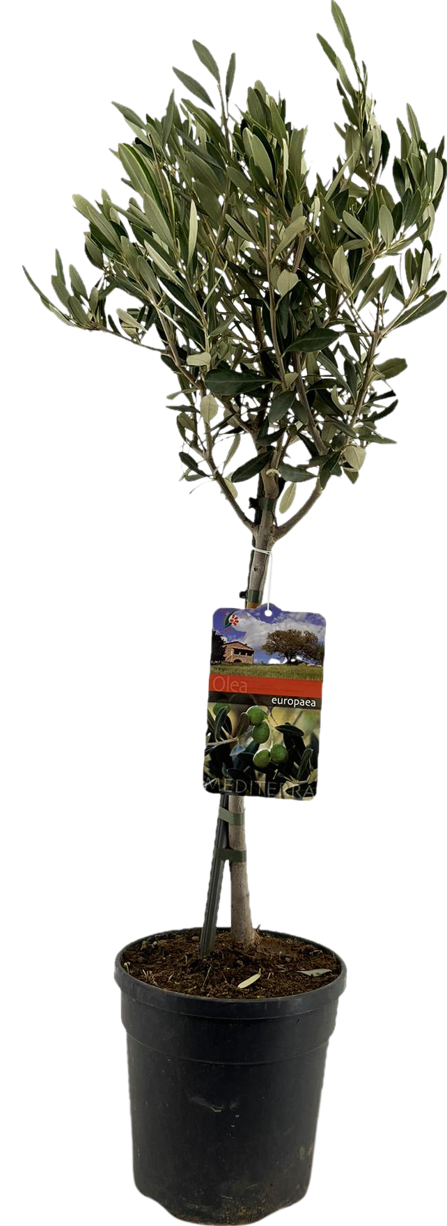 Olivenbaum (Olea europaea) – 60–90 cm