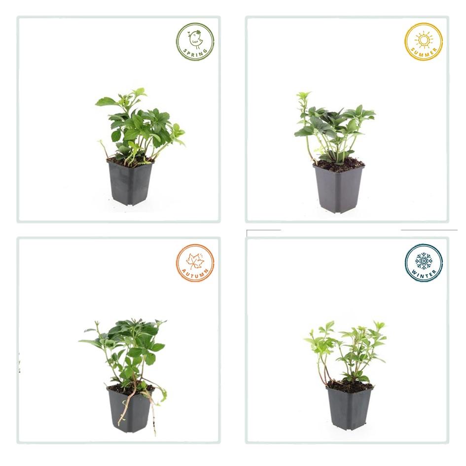 Pachysandra terminalis – immergrüner Bodendecker, 10–25 cm hoch