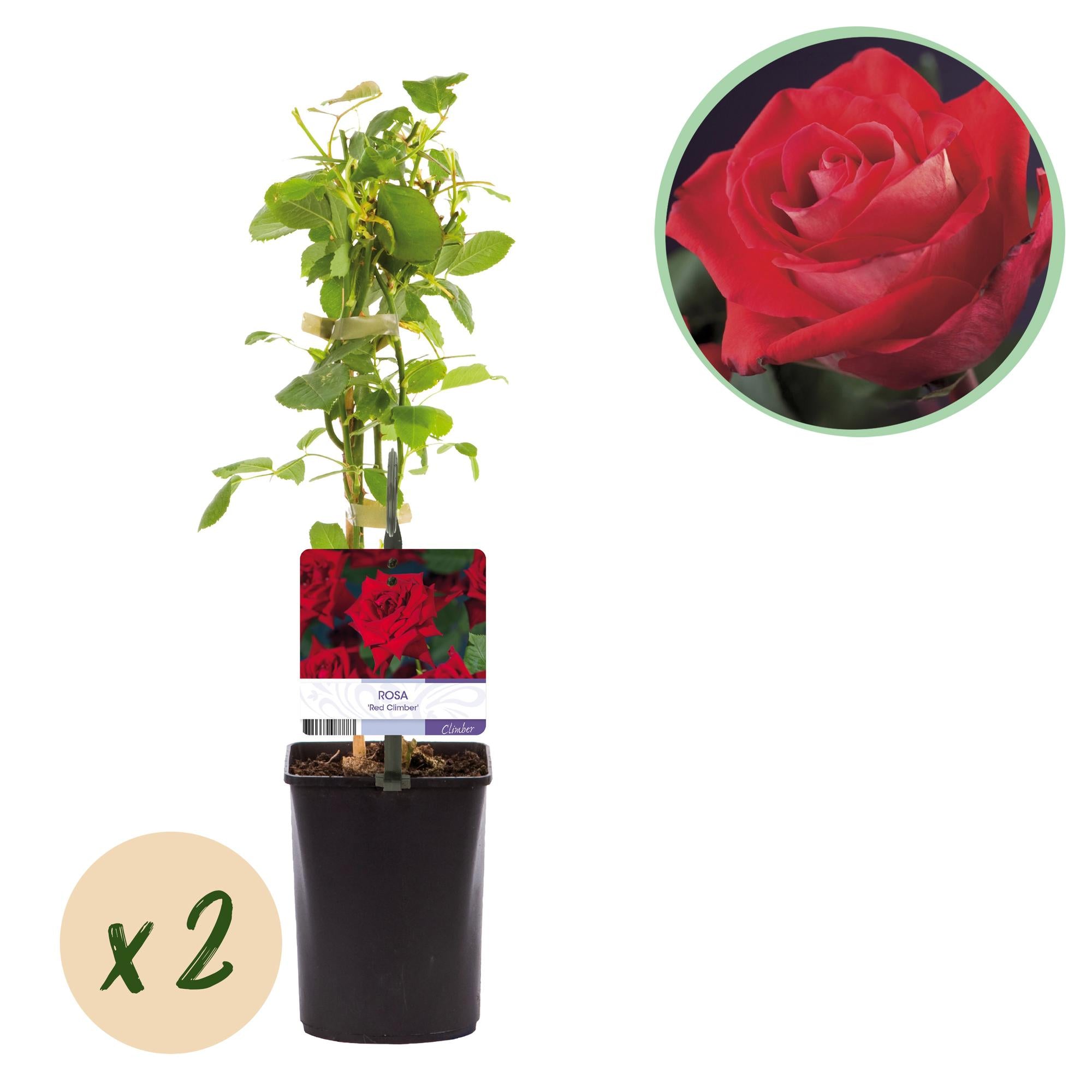 Kletterrose ‘Red Climber’ – rot blühende, robuste Sorte, 2 Pflanzen, 11-cm-Topf, 40 cm