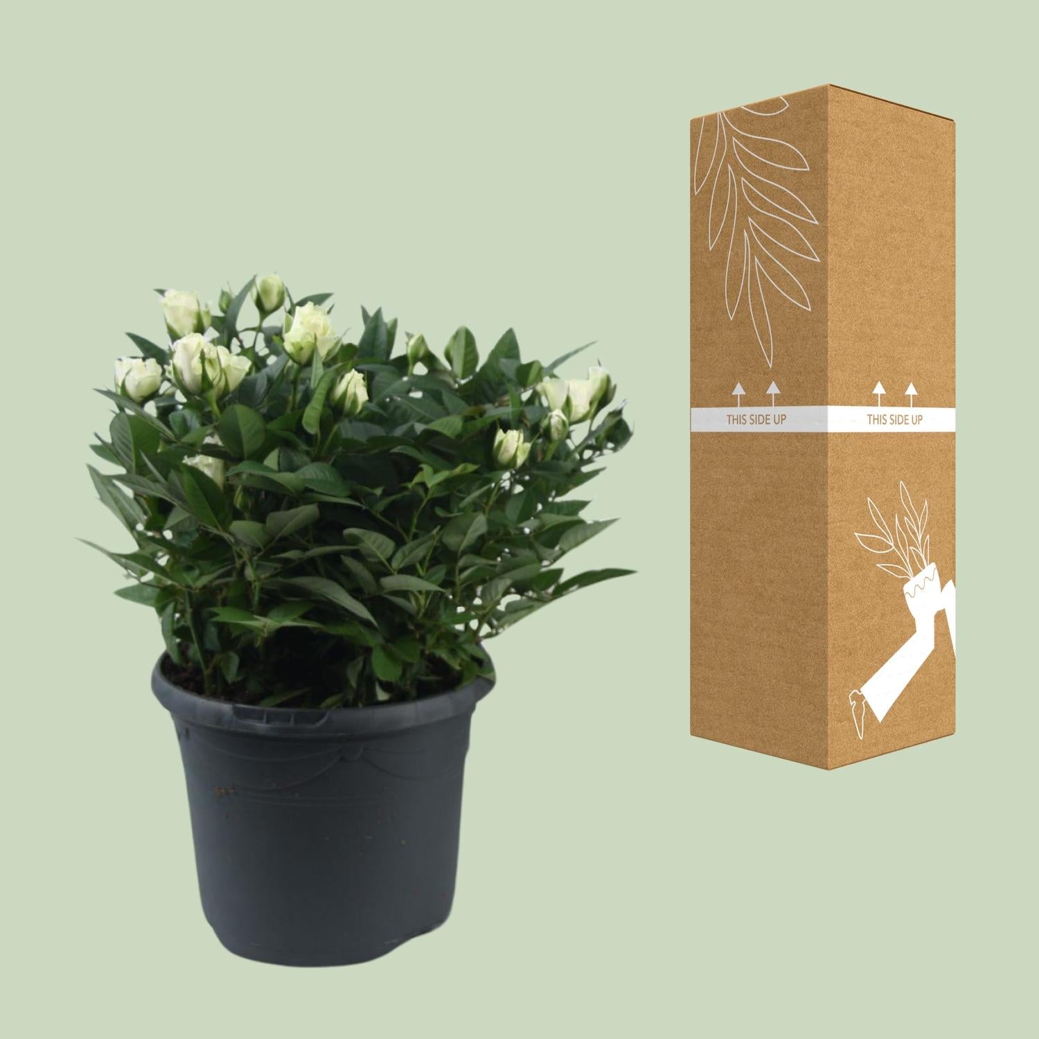 'Jewel Patio White' rose – white miniature rose, 17 cm pot, 30 cm tall