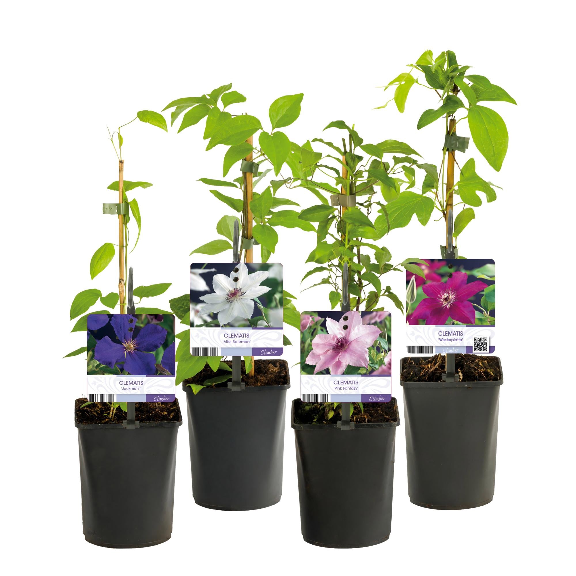 Kletterpflanze Clematis ‘Rainbow’ – mehrfarbig blühend, 4 Pflanzen, Topf 11 cm, Höhe 40 cm