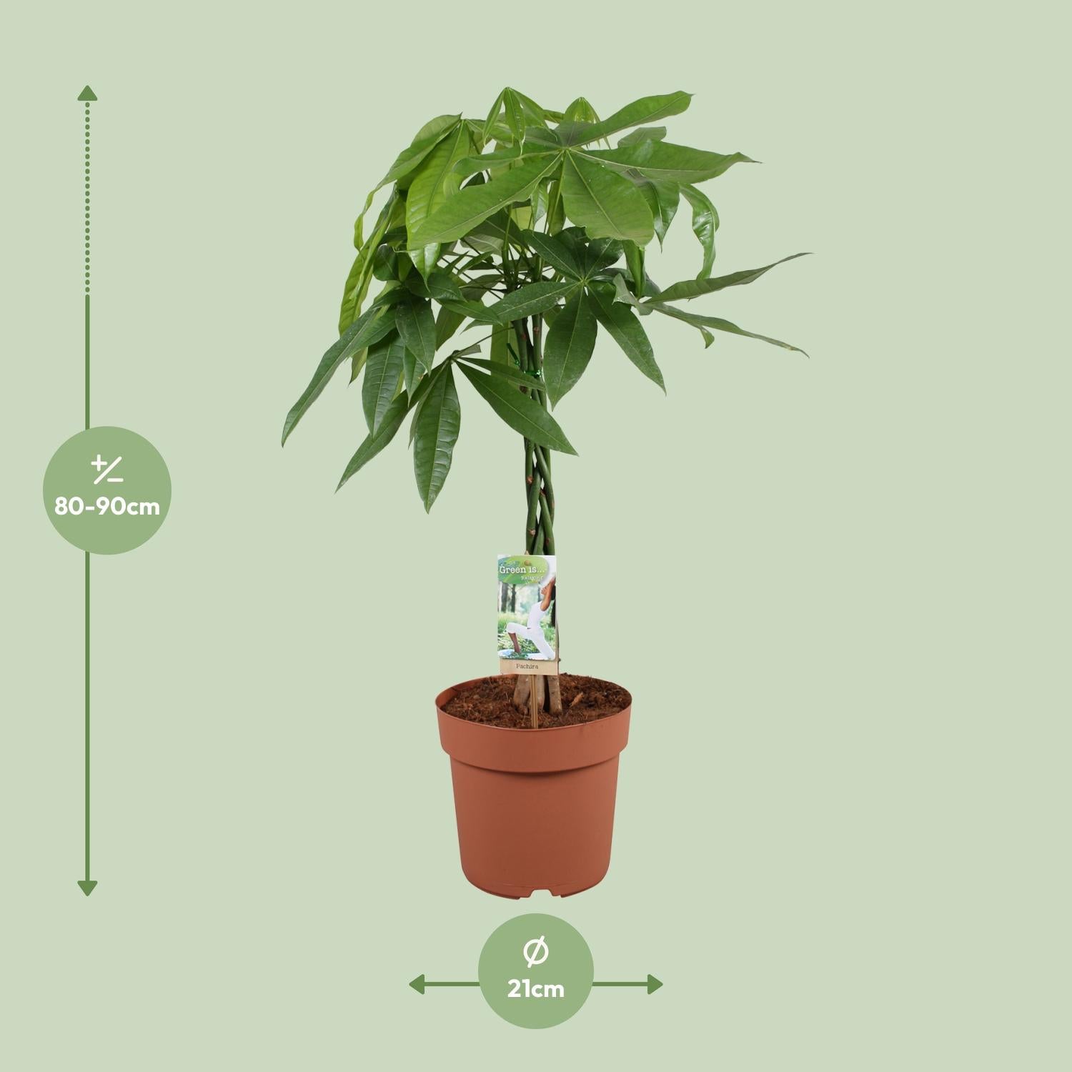 Pachira Aquatica – Money Tree - 35-120 cm