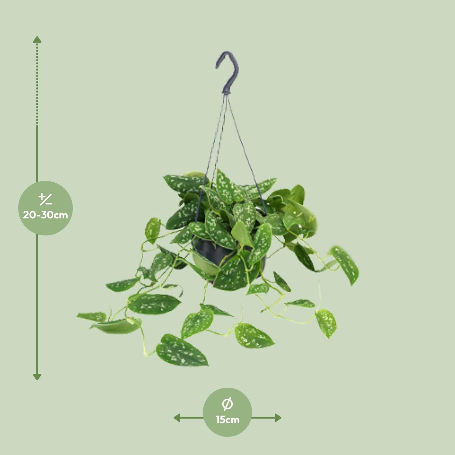 Scindapsus Pictus 'Argyraeus' – Spotted Ivy - 15-25 cm