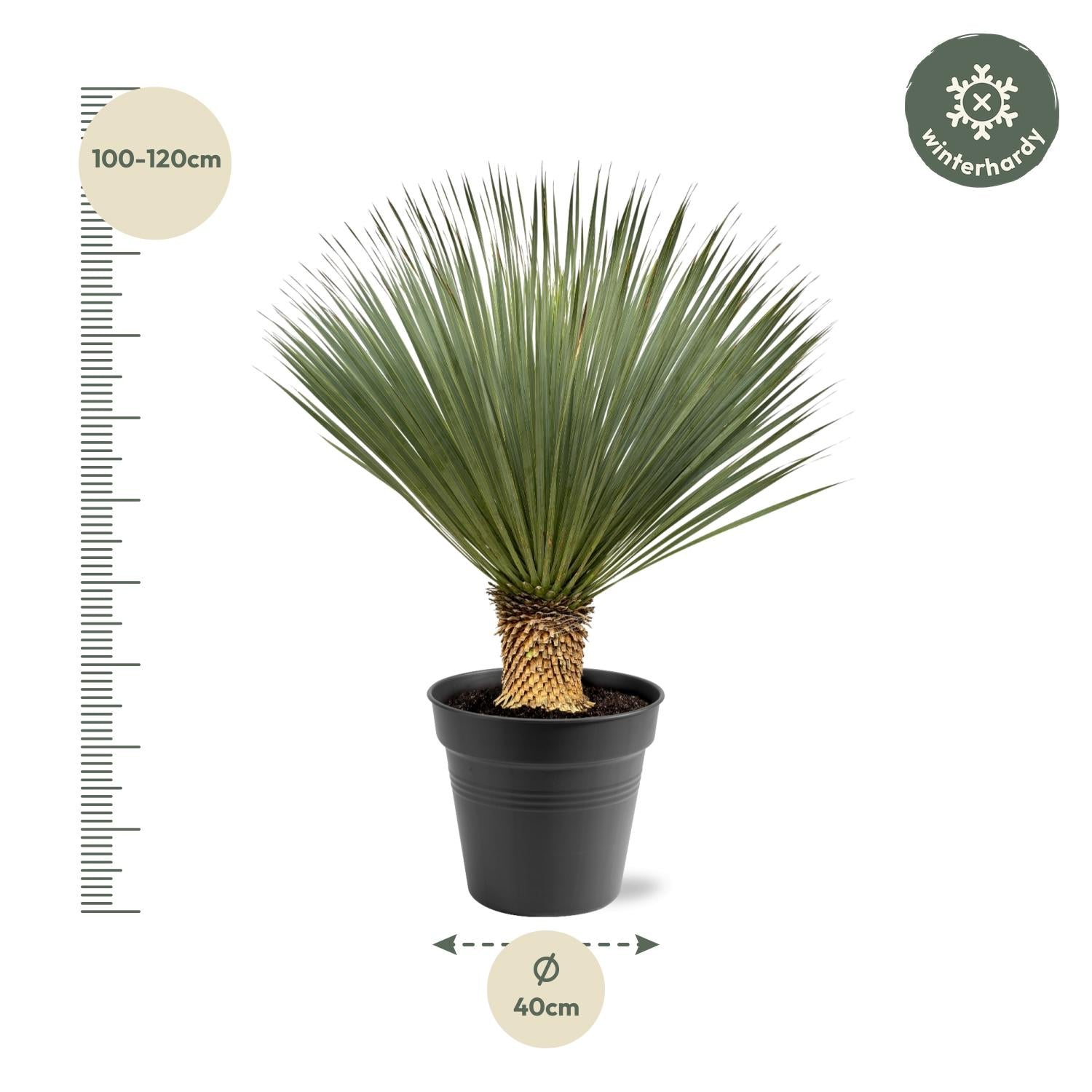 Yucca Rostrata – Blaue Palmlilie - 80-160 cm