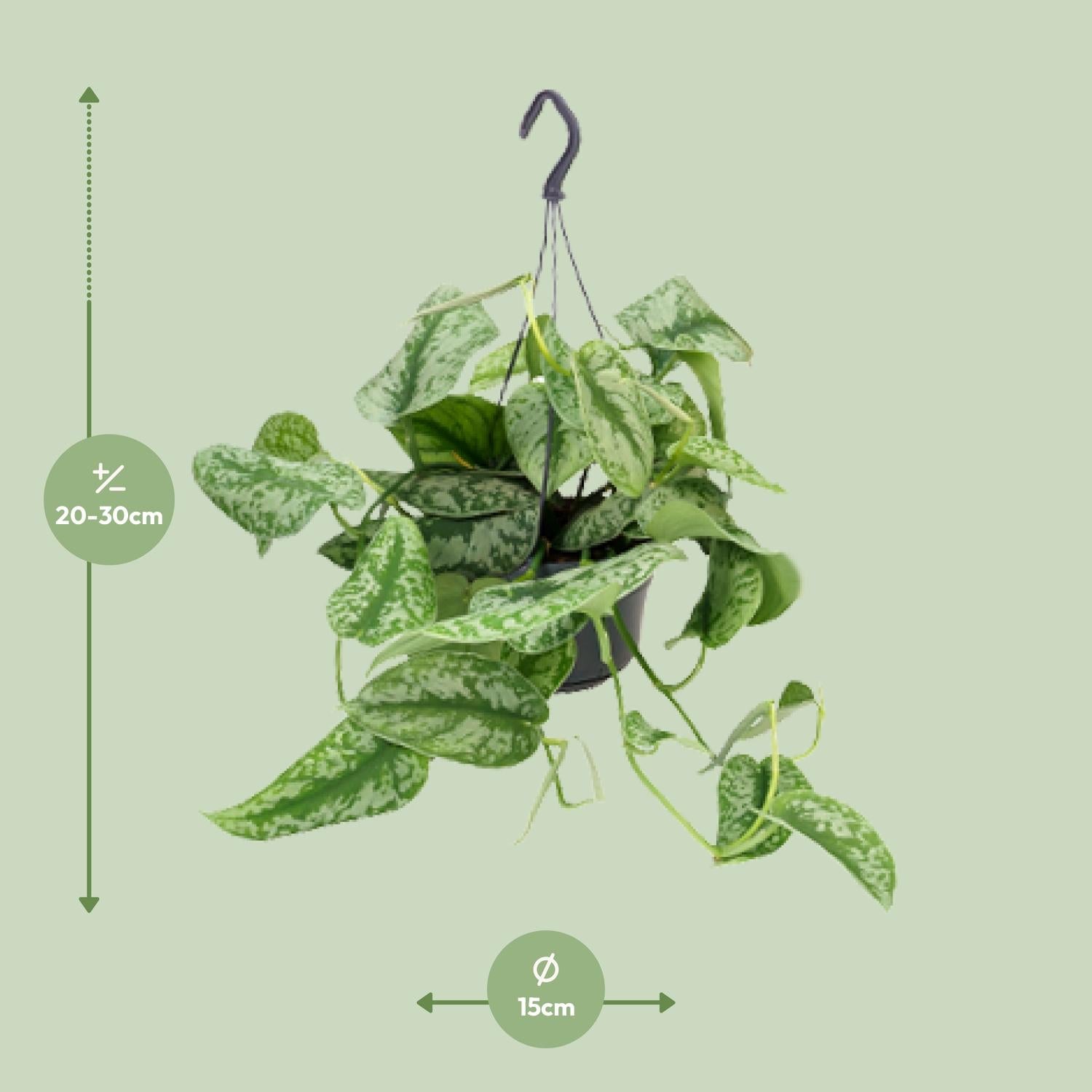 Scindapsus Pictus ‘Trebie’ – Gefleckte Efeutute - 15-25 cm