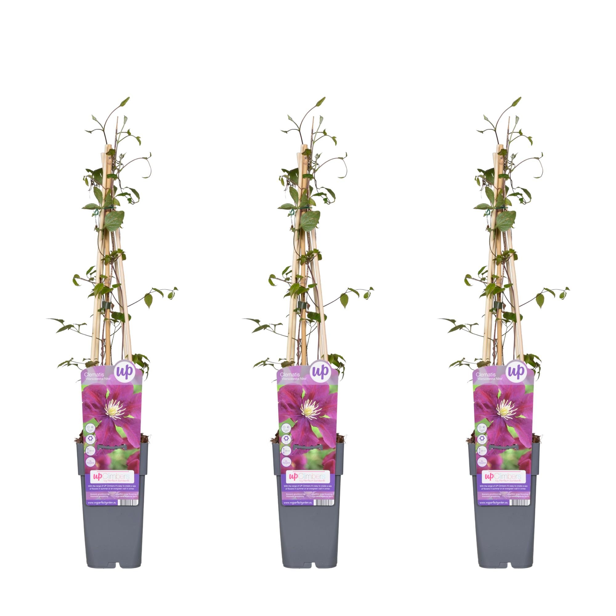 Clematis ‘Warszawska Nike’ – tiefviolette Blüten, 15 cm Topf, 65 cm Höhe