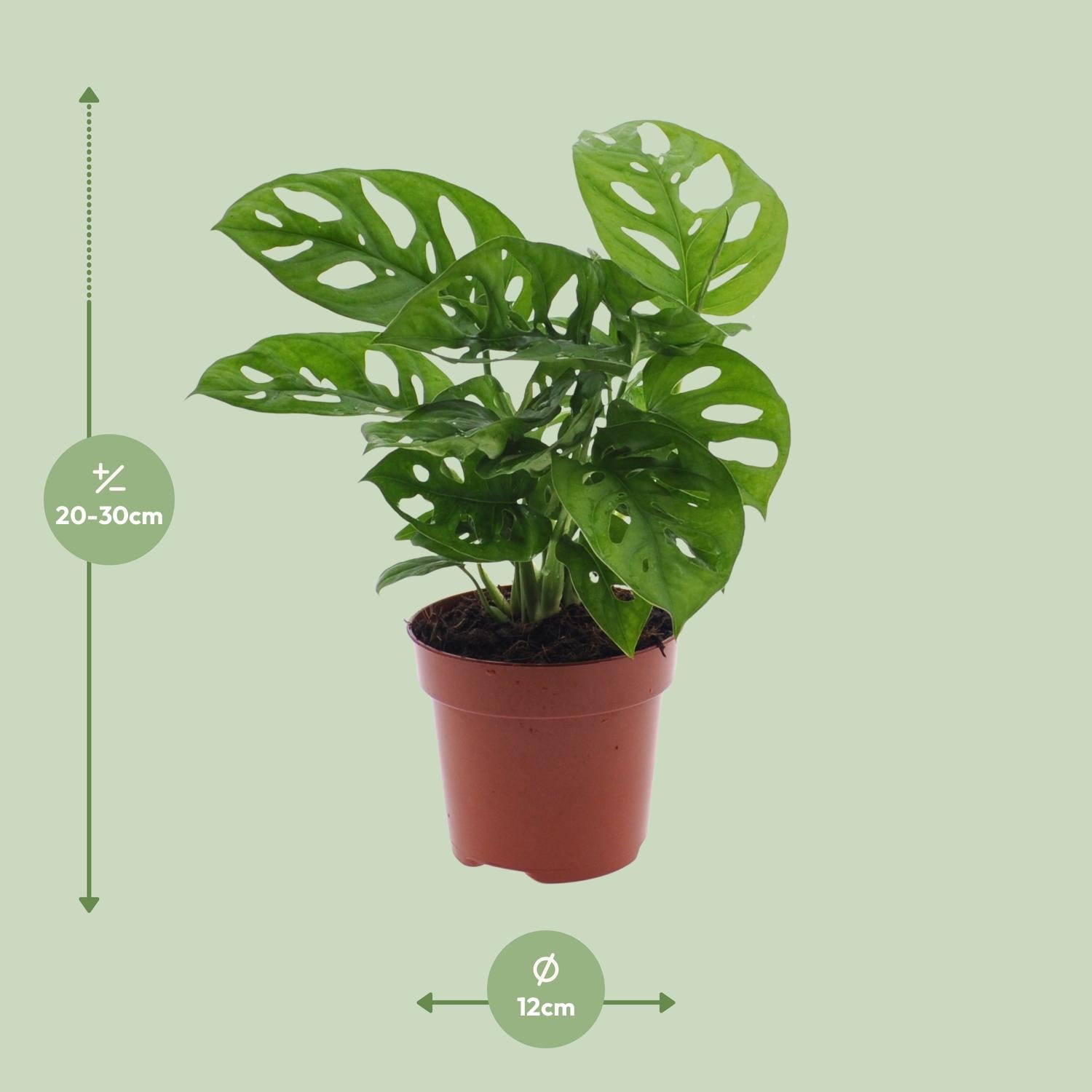 Monstera Monkey Leaf – Fensterblatt - 30-180 cm